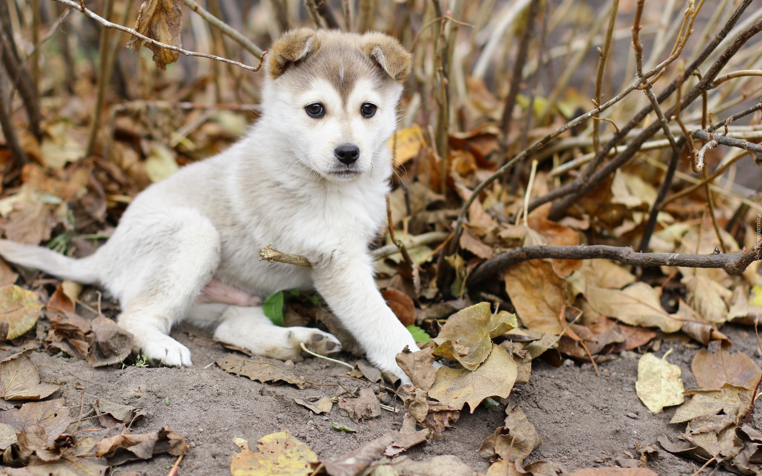 Szczeniak, Alaskan Malamute
