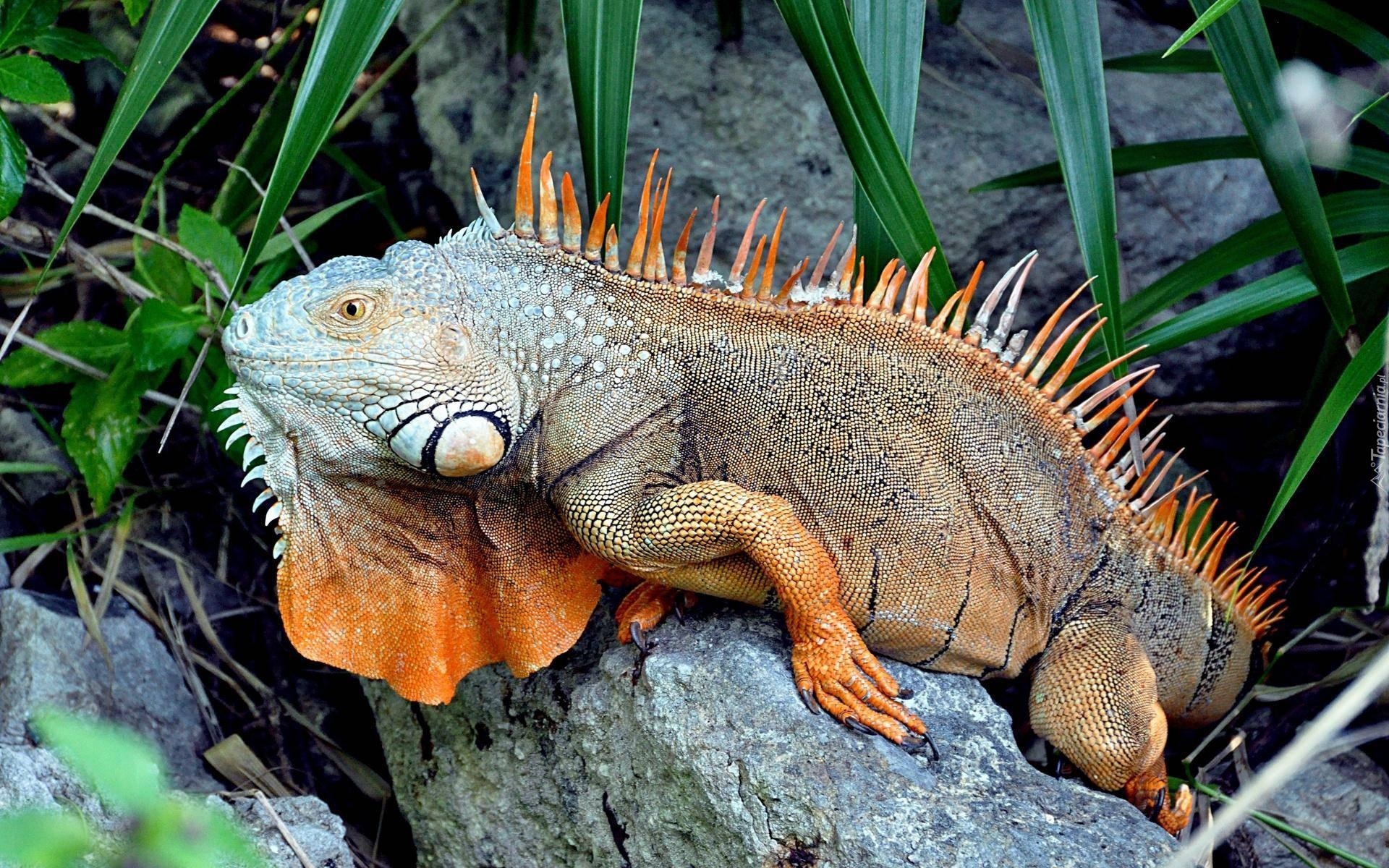 Gad, Pomarańczowa, Iguana