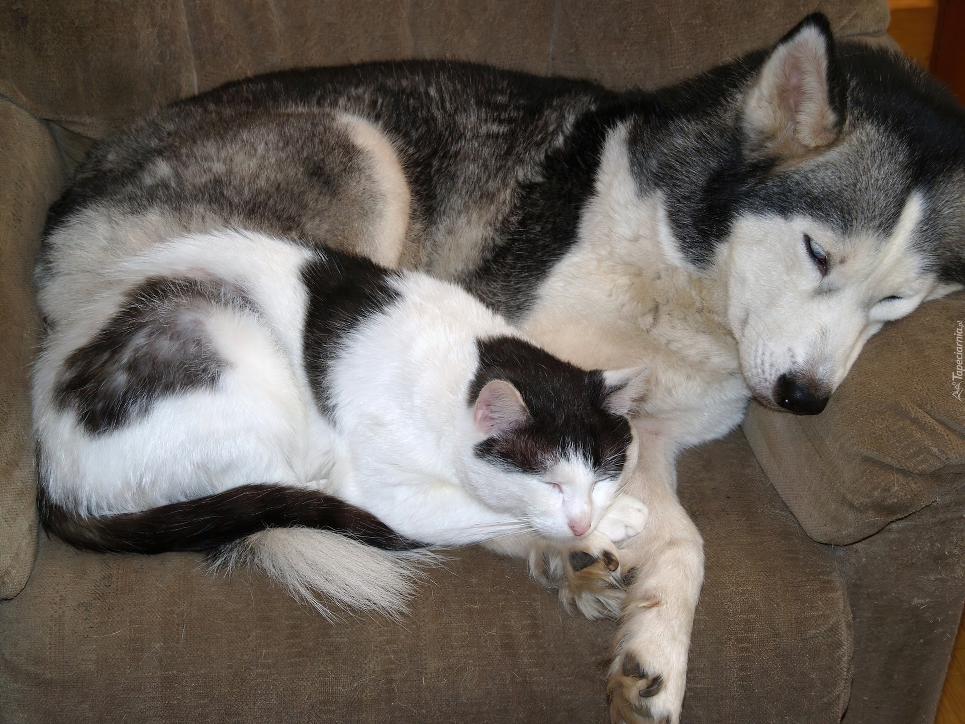 Котенка лайка сиреноголовый. Сибирский хаски +кошка. Хаски и кошка. Котенка лайка. Щенок хаски и котенок.