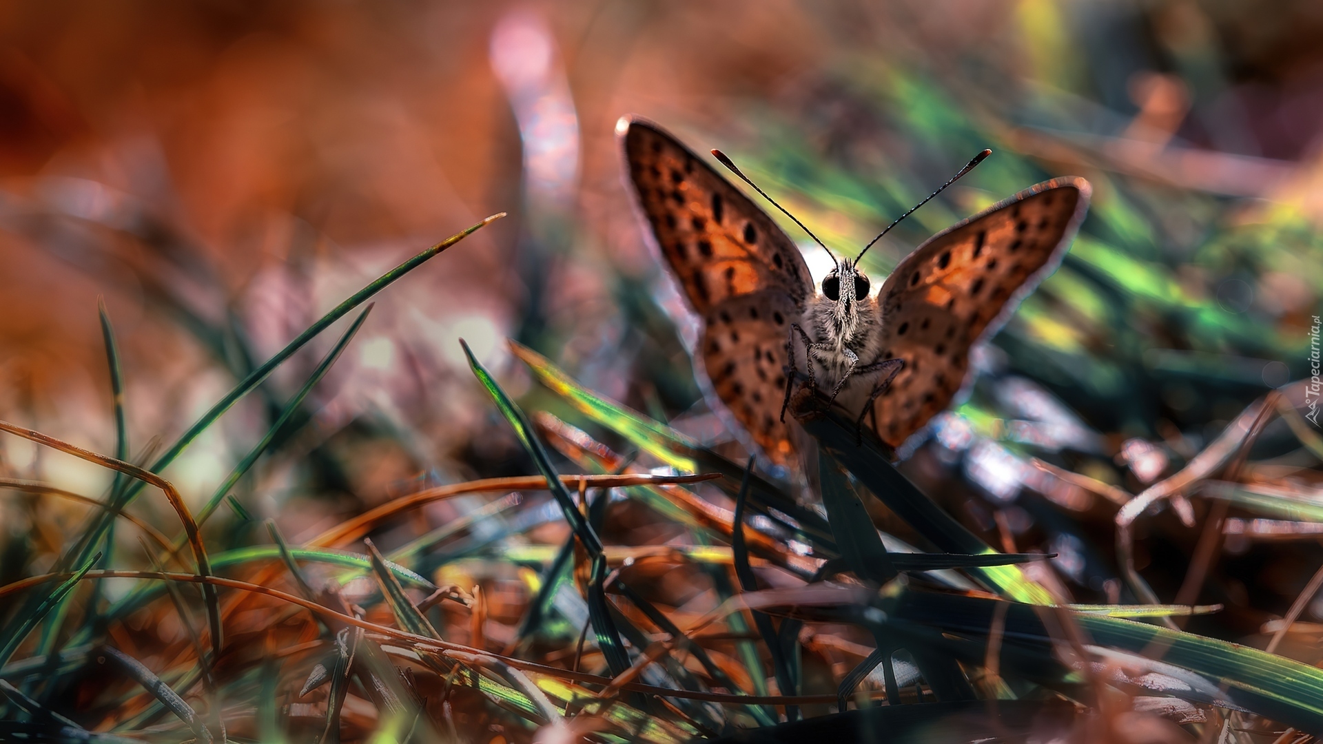 Motyl, Źdźbła, Trawy