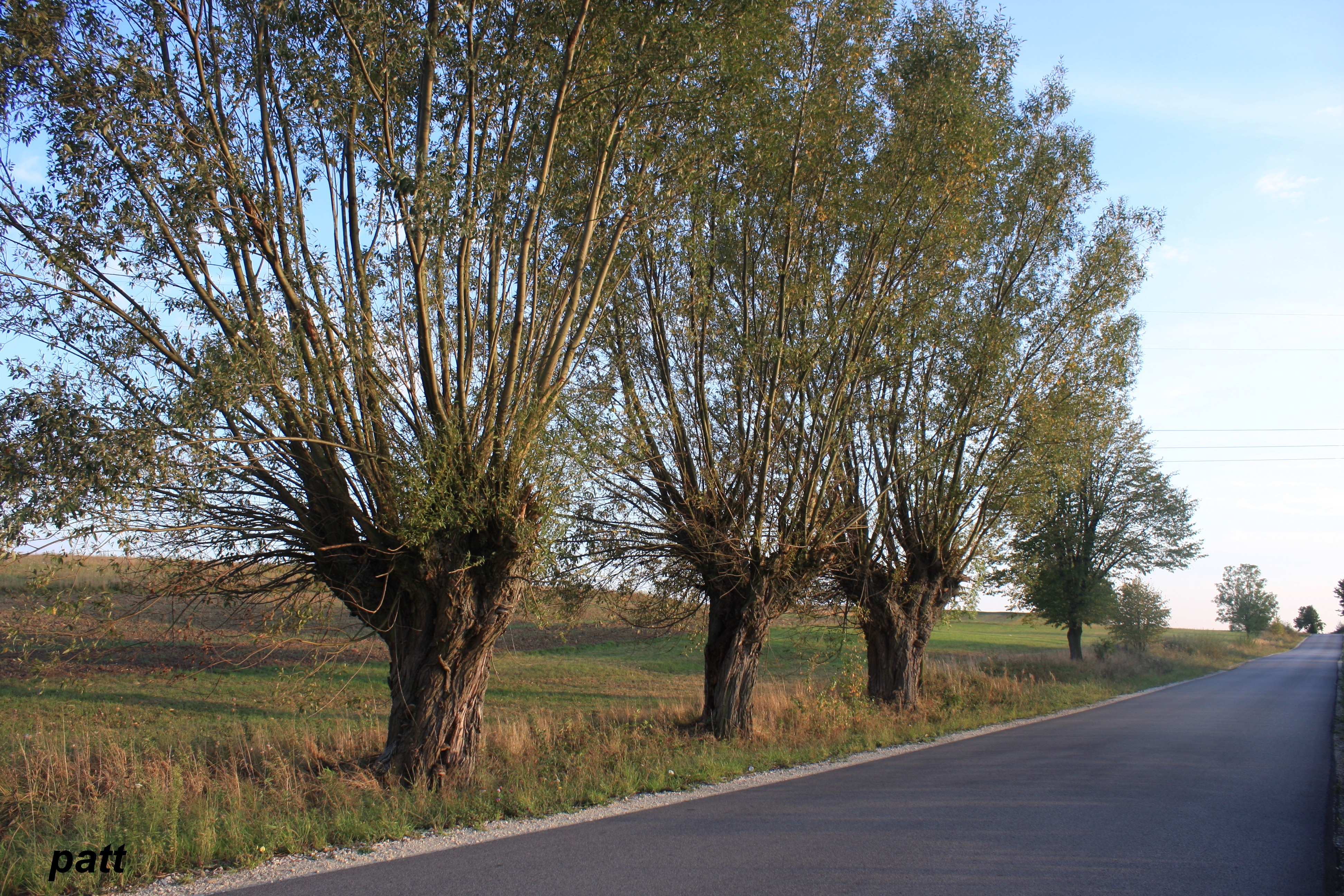 Przydrożne, Wierzby