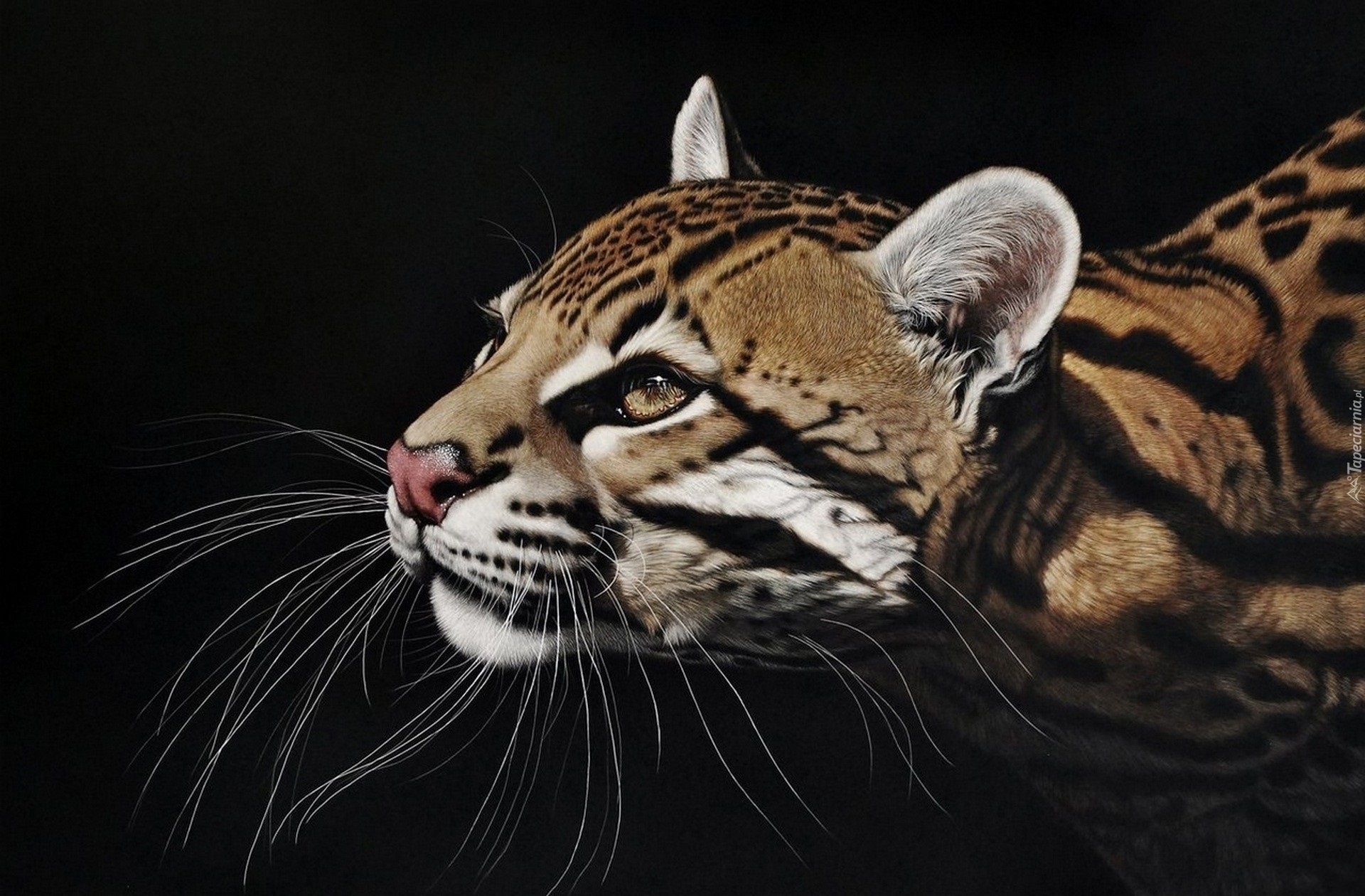 Ocelot, Wąsy, Głowa