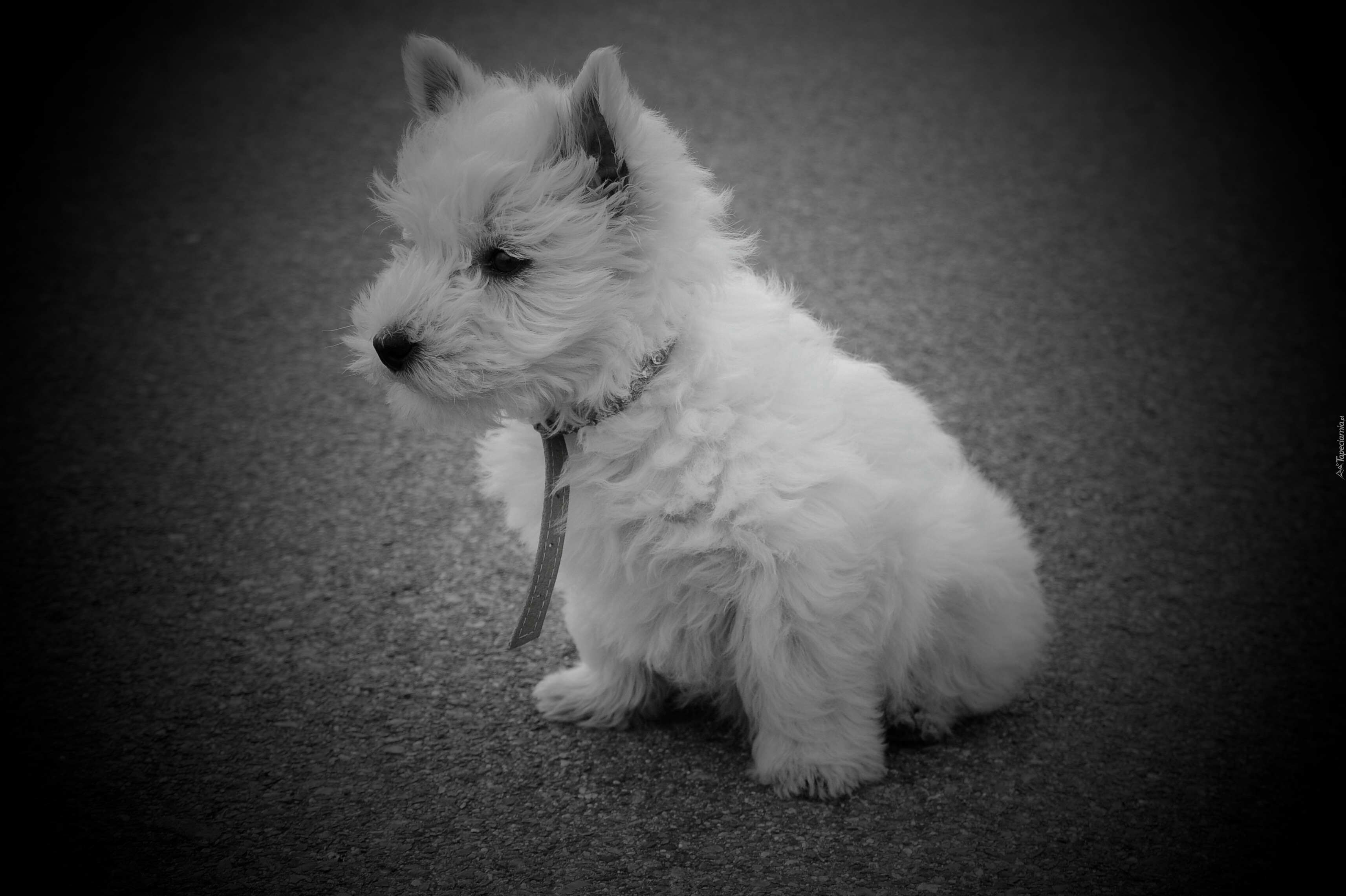 Pies, West Highland White Terrier