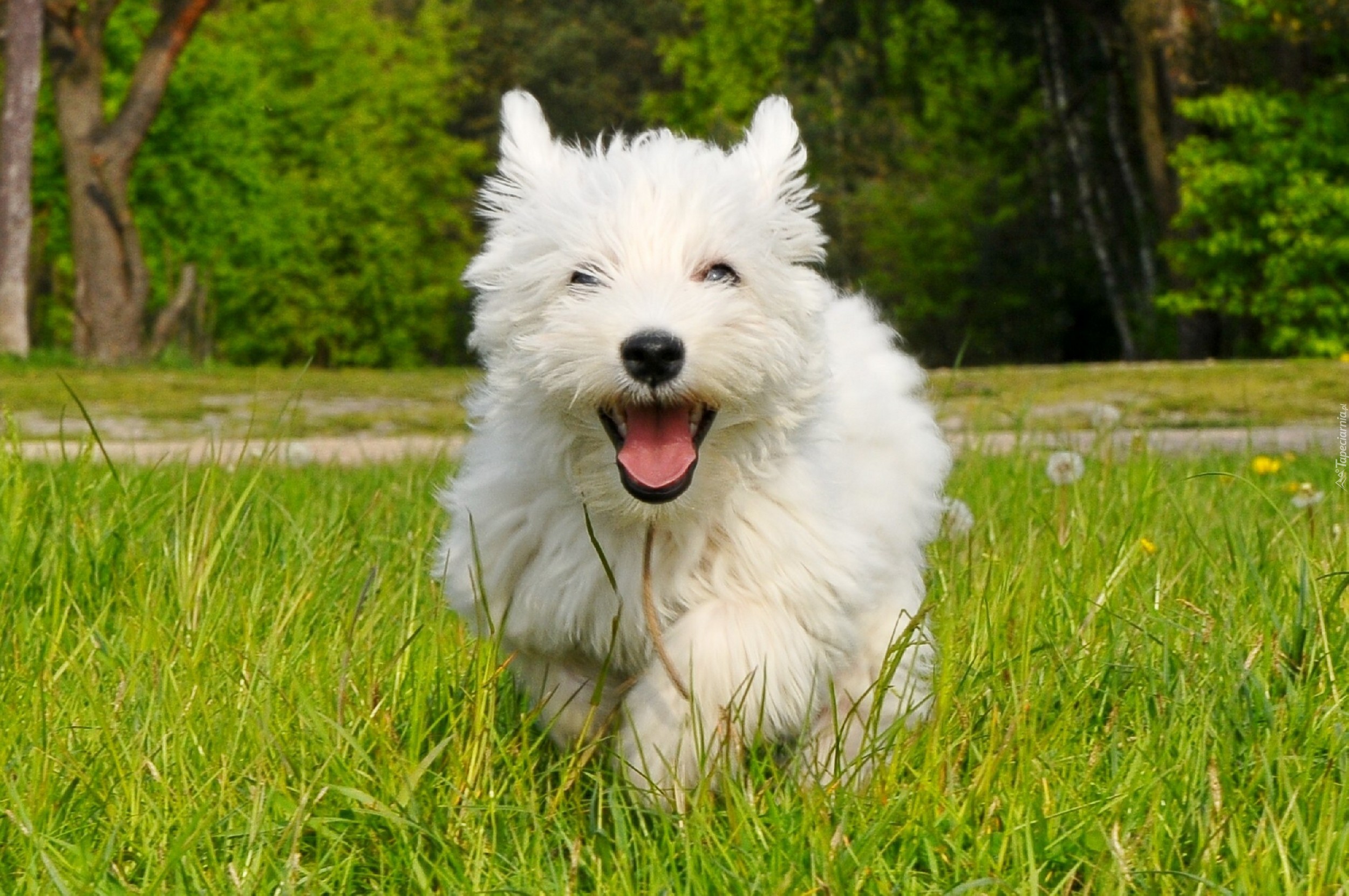 Pies, West Highland White Terrier