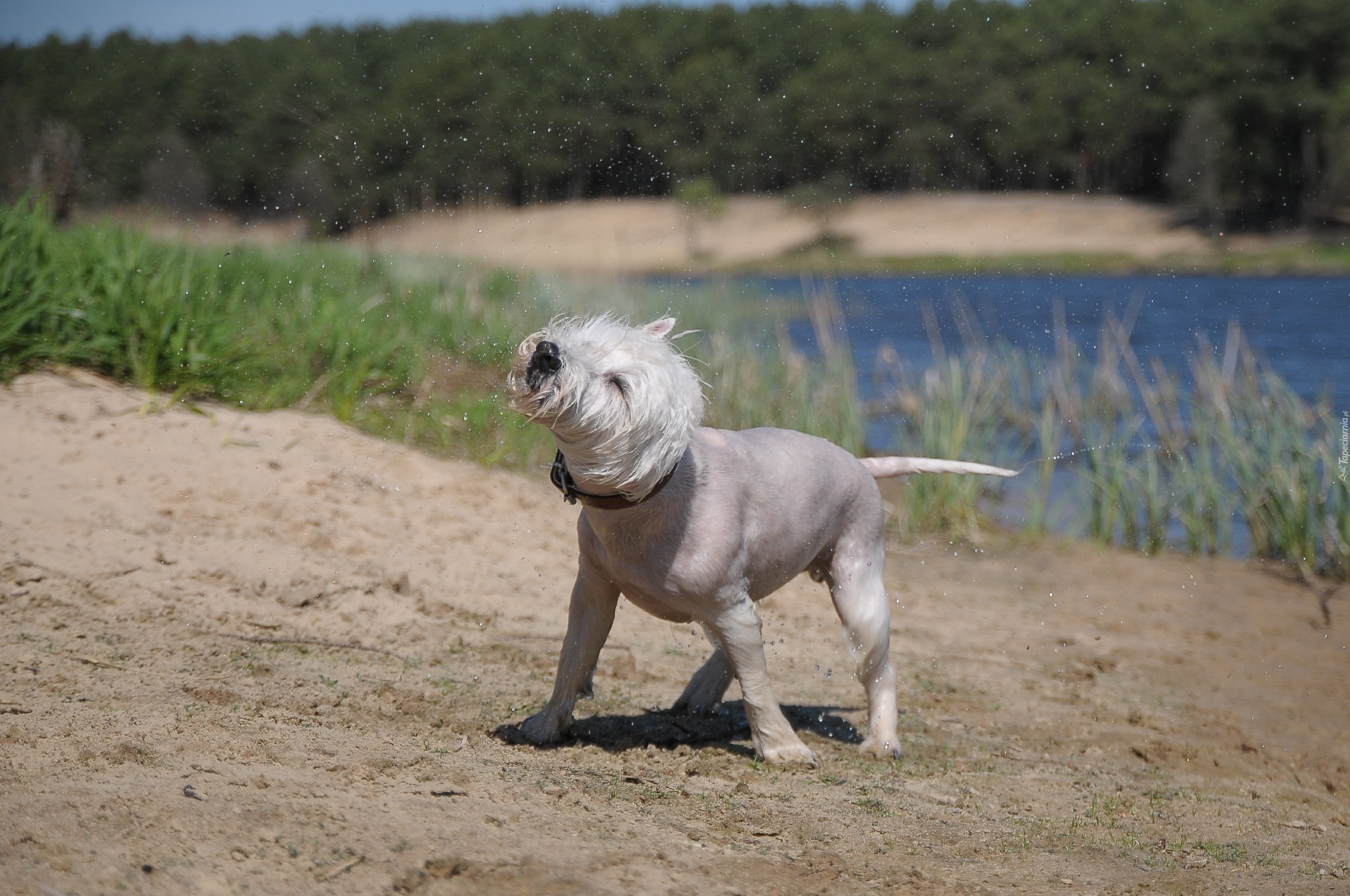 Pies, West Highland White Terrier, Kąpiel