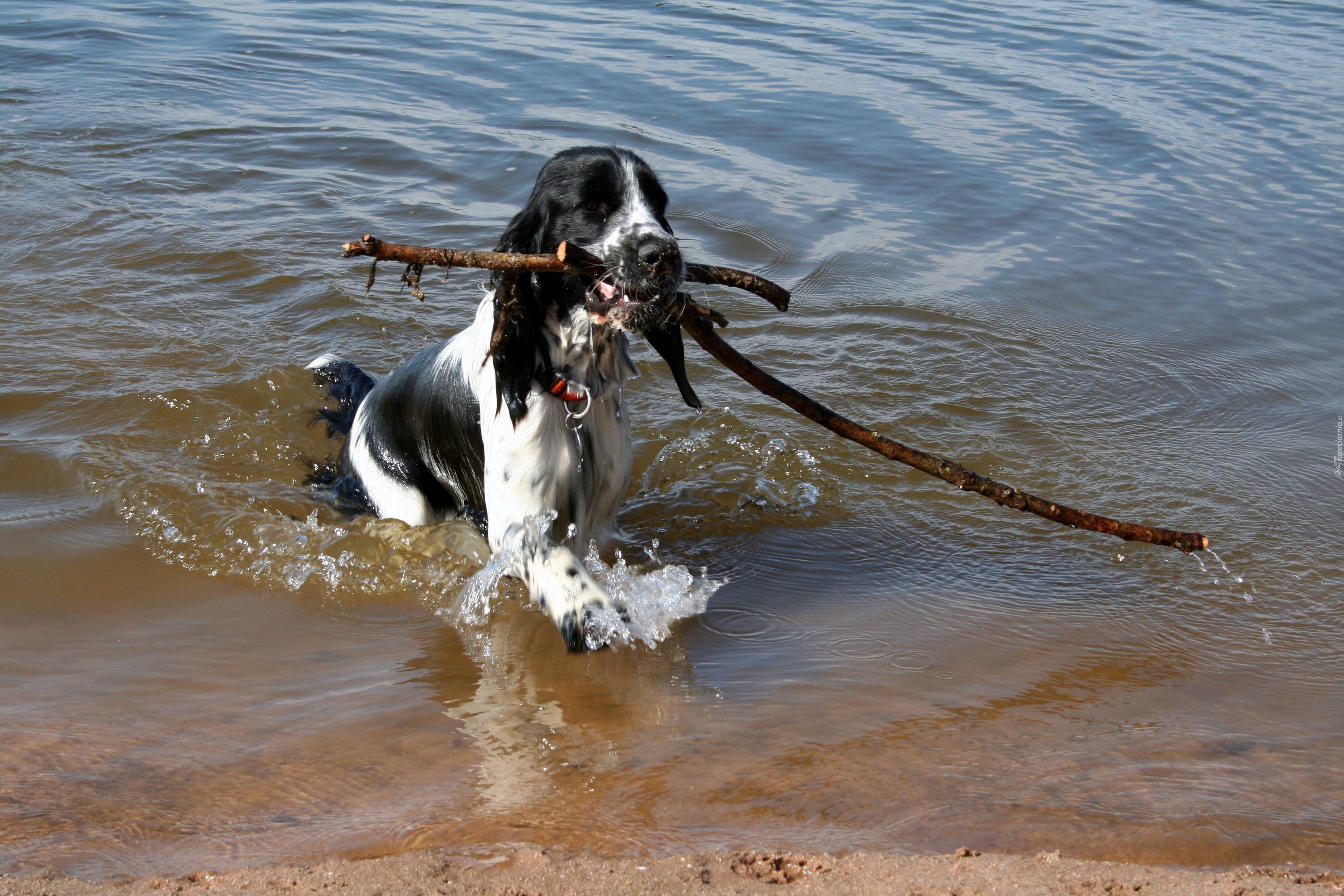 Amerykański spaniel dowodny, Aport