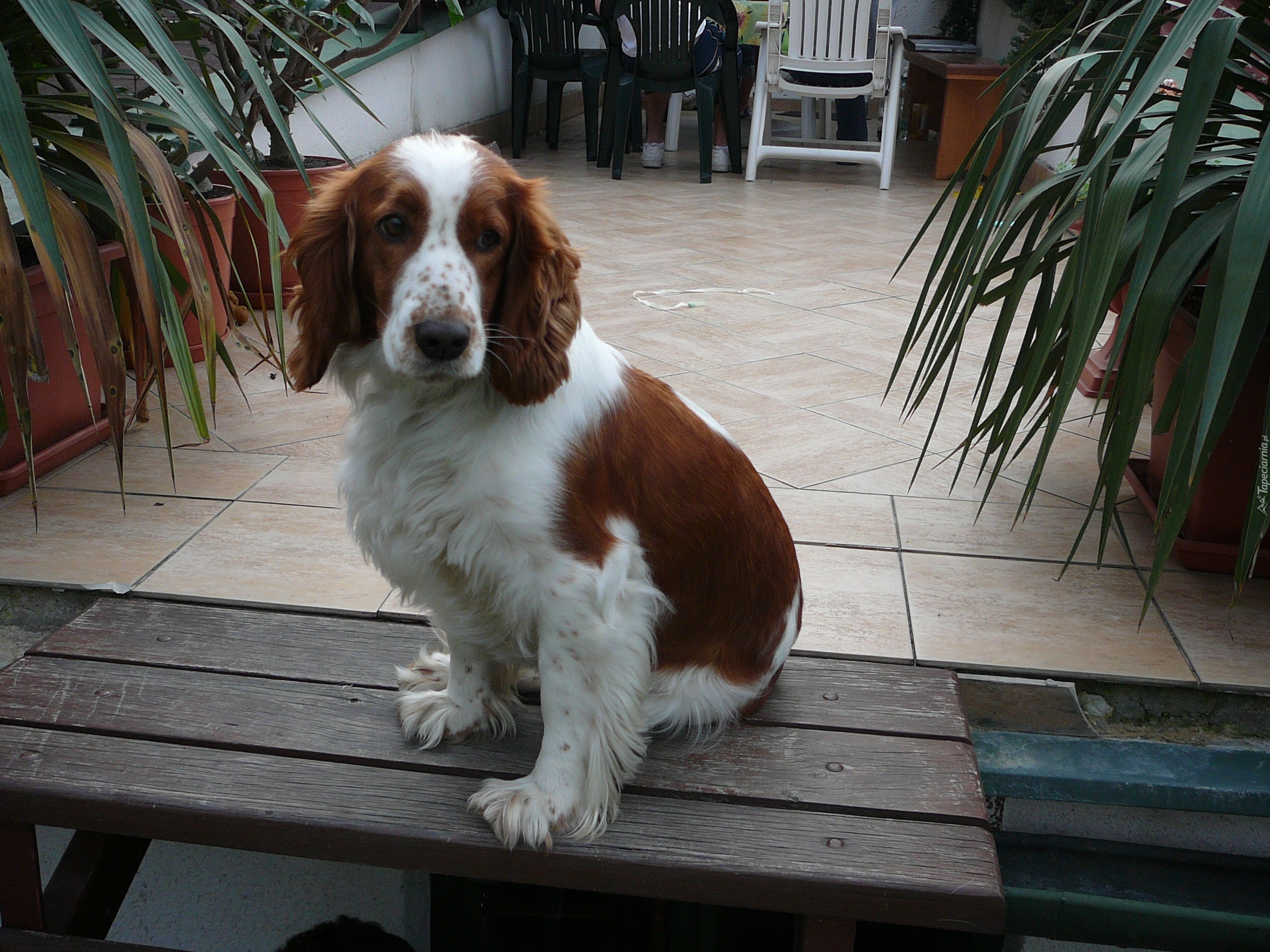 Siedzący, Springer spaniel angielski