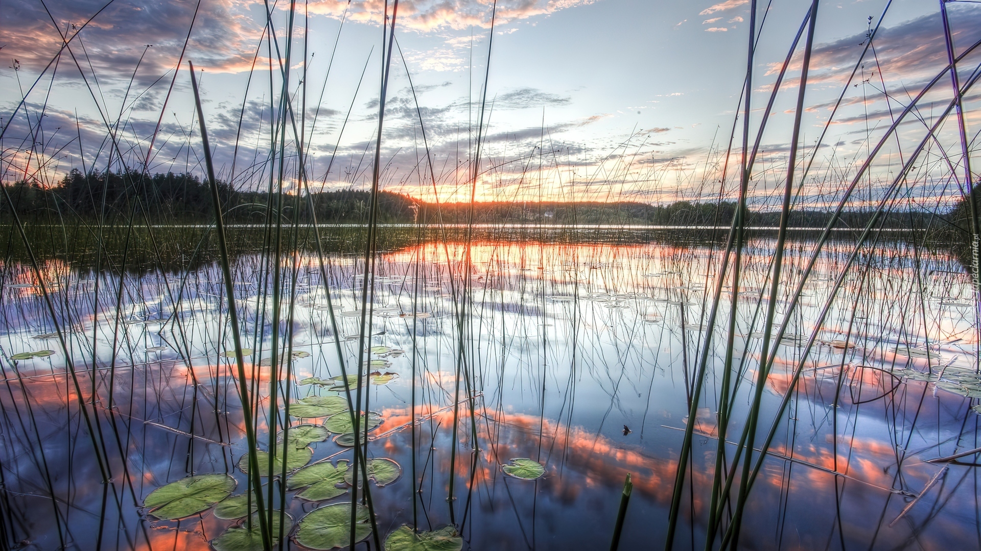 Zachód, Słońca, Jezioro, Trawy