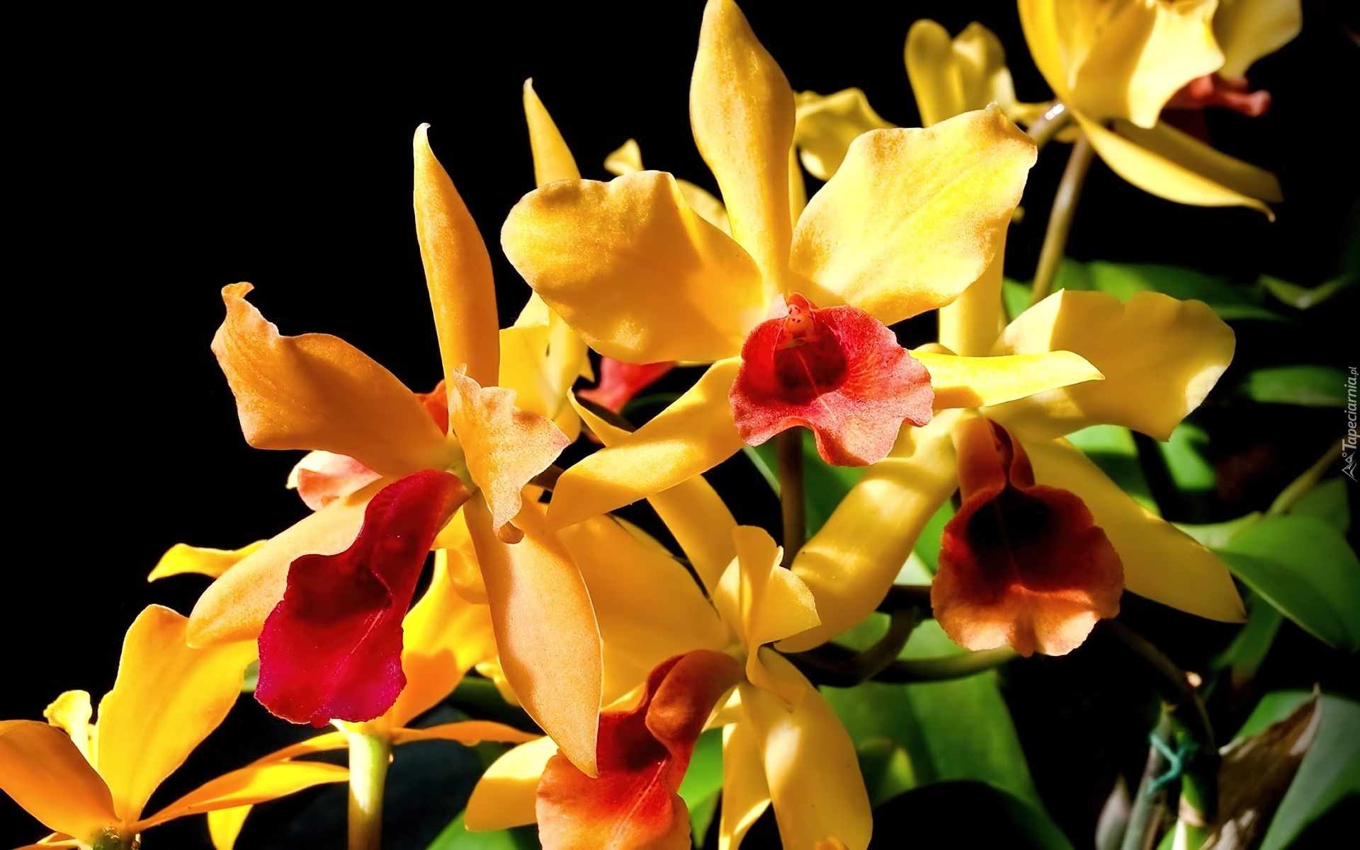 Красно желтая орхидея. Фаленопсис желтая корова. Orange Saffron Орхидея. Жёлтая Орхидея фаленопсис. Орхидея желтая с красным.