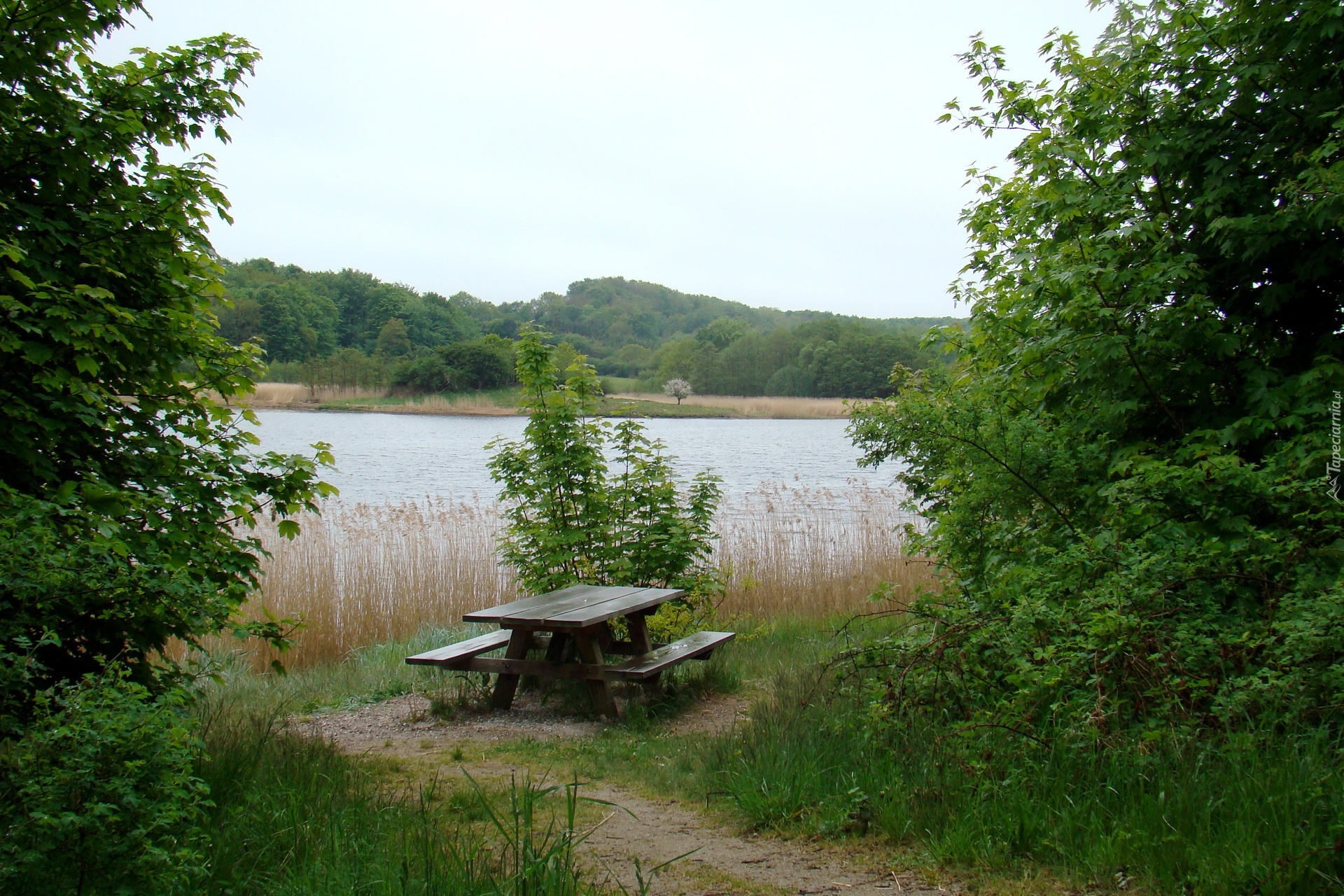 Jezioro, Ławeczka, Drzewa