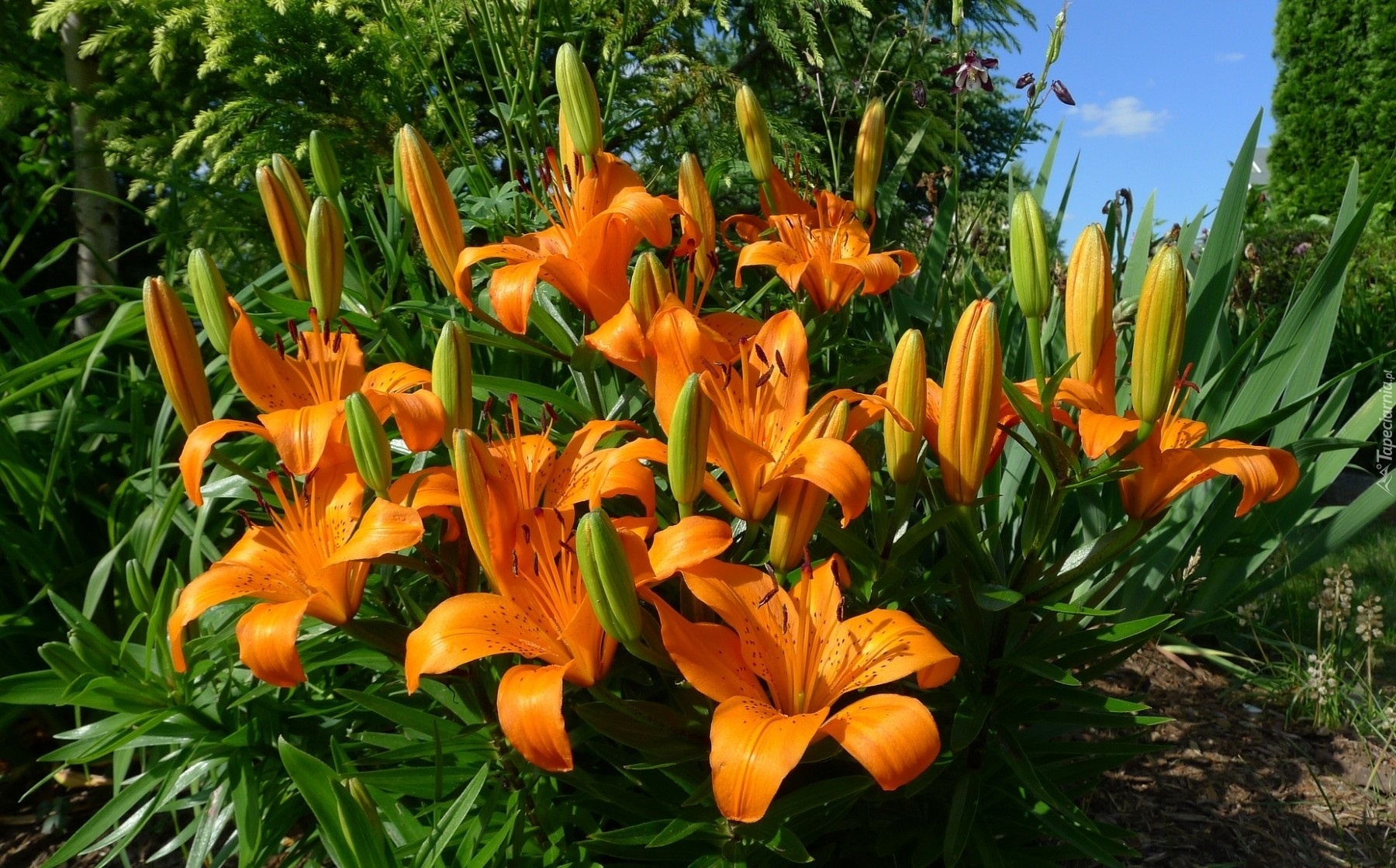 Kwiaty, Lilie tygrysie, Klomb