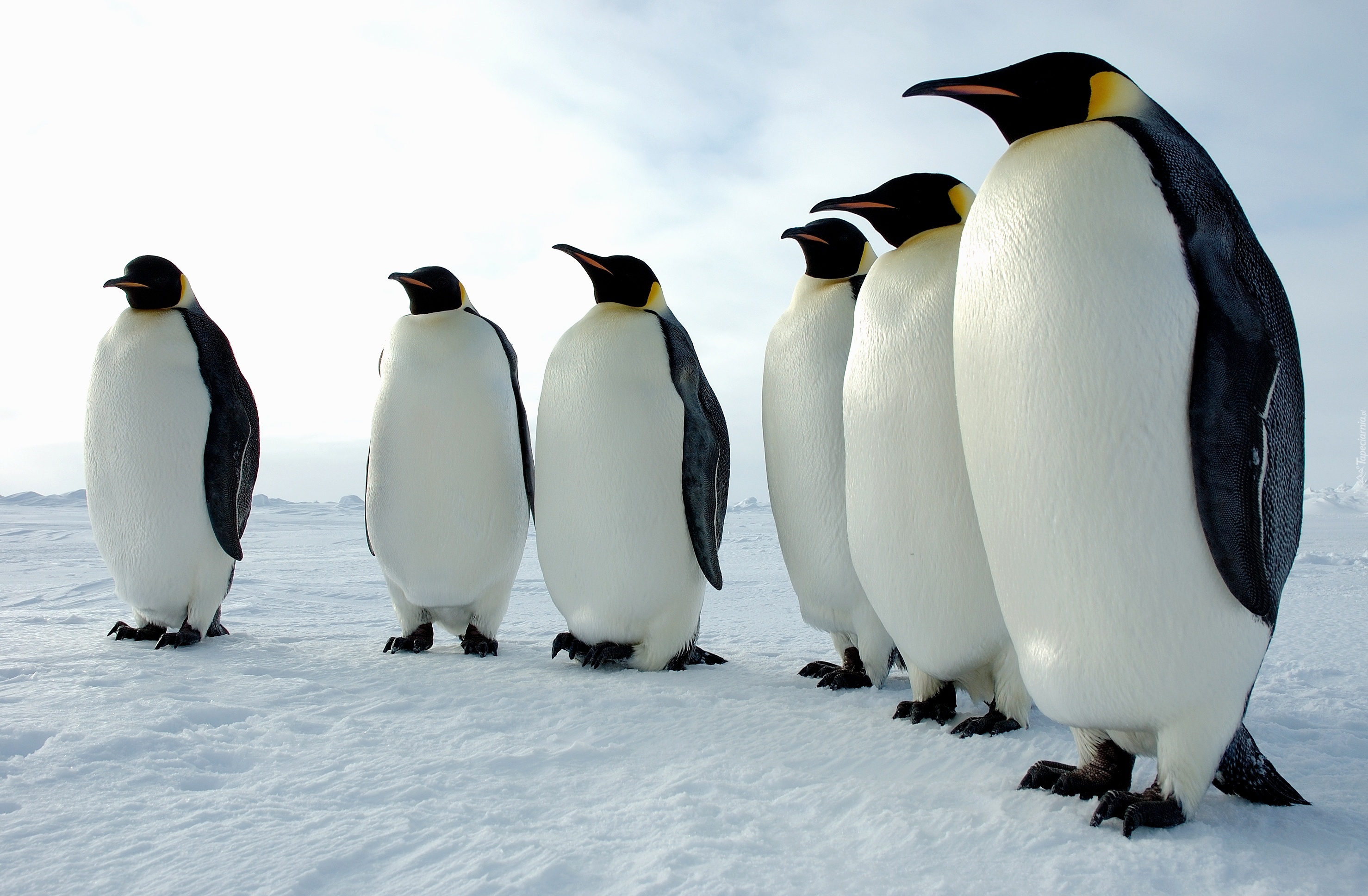 Sześć, Pingwinów, Śnieg