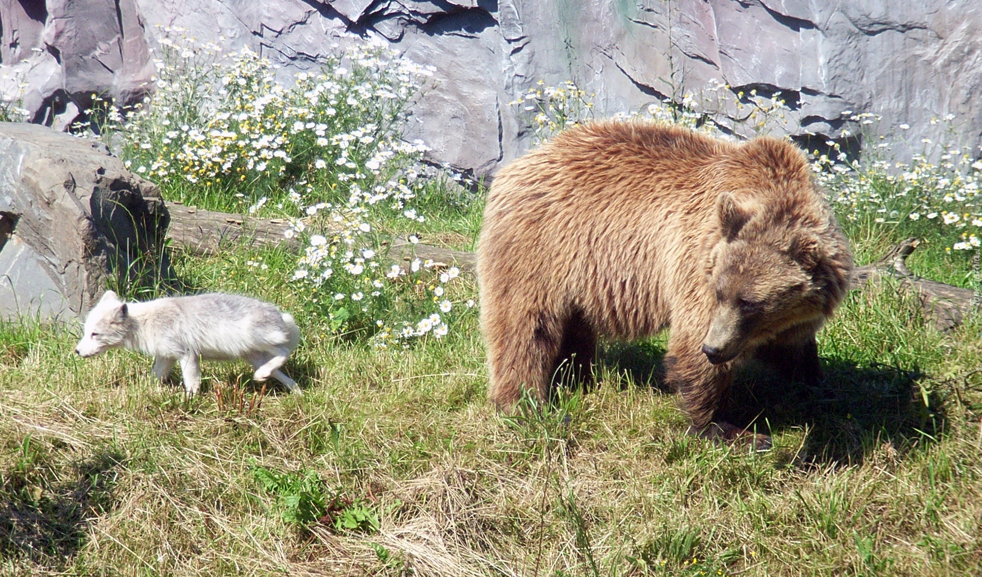 Niedźwiedź, Brunatny, Łąka