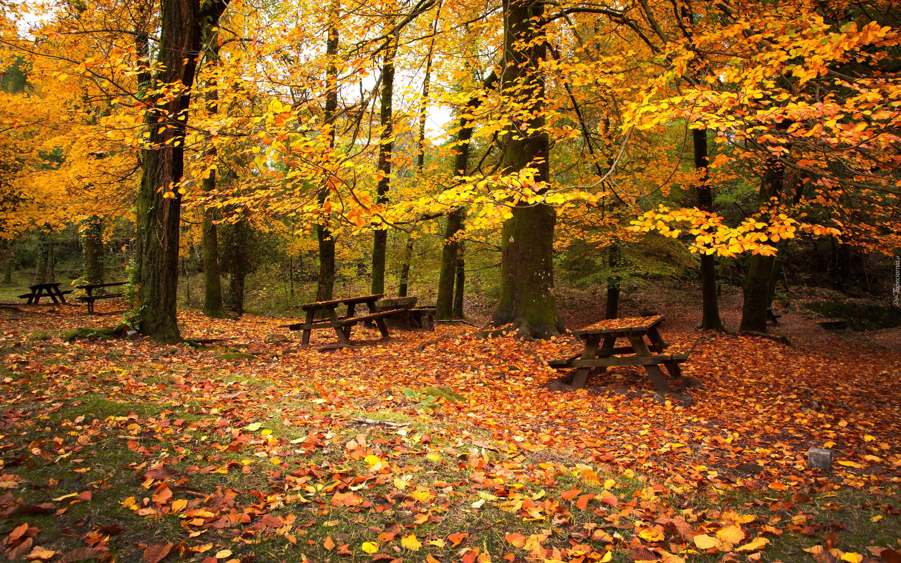 Park, Ławeczki, Liście, Drzewa, Jesień