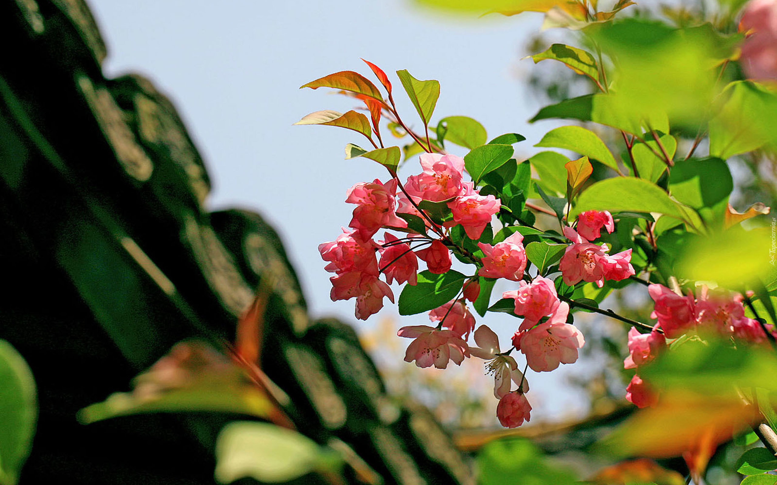 Gałązka, Różowa, Begonia