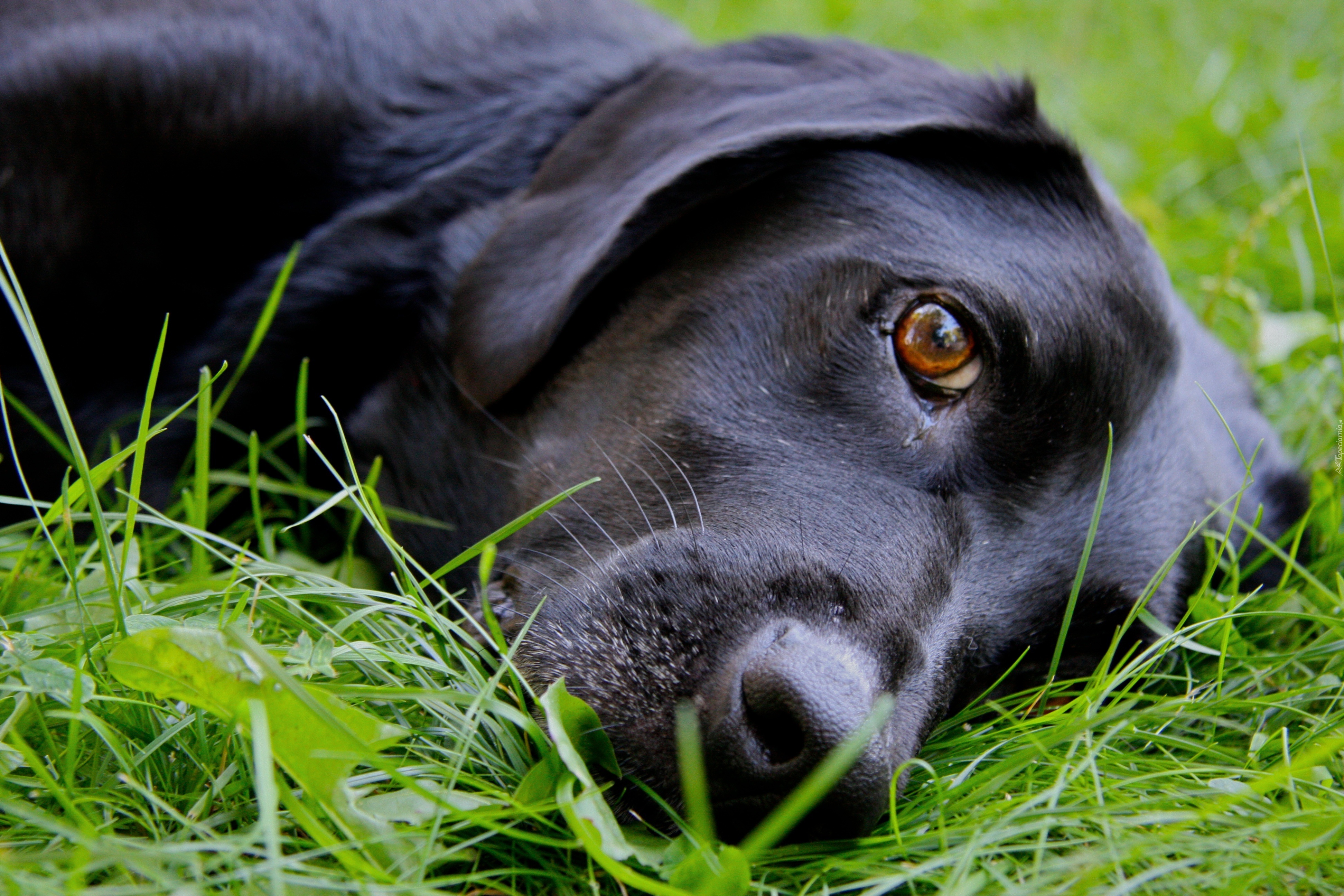 Czarny, Pies, Trawa, Labrador Retriever