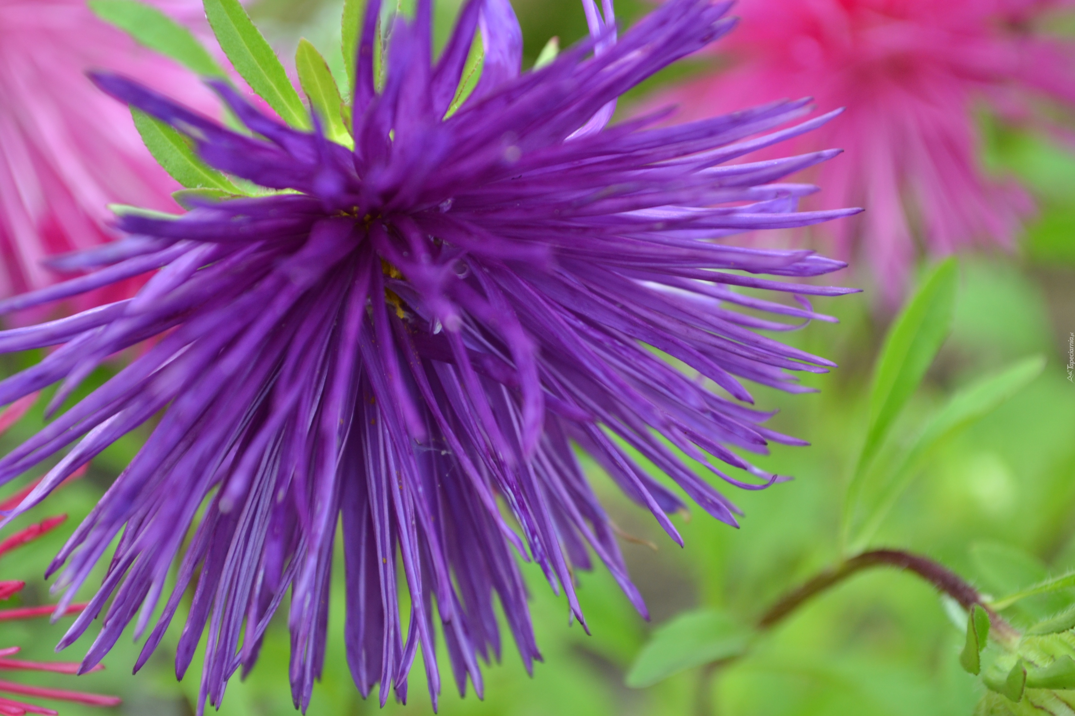 Niebieski, Aster