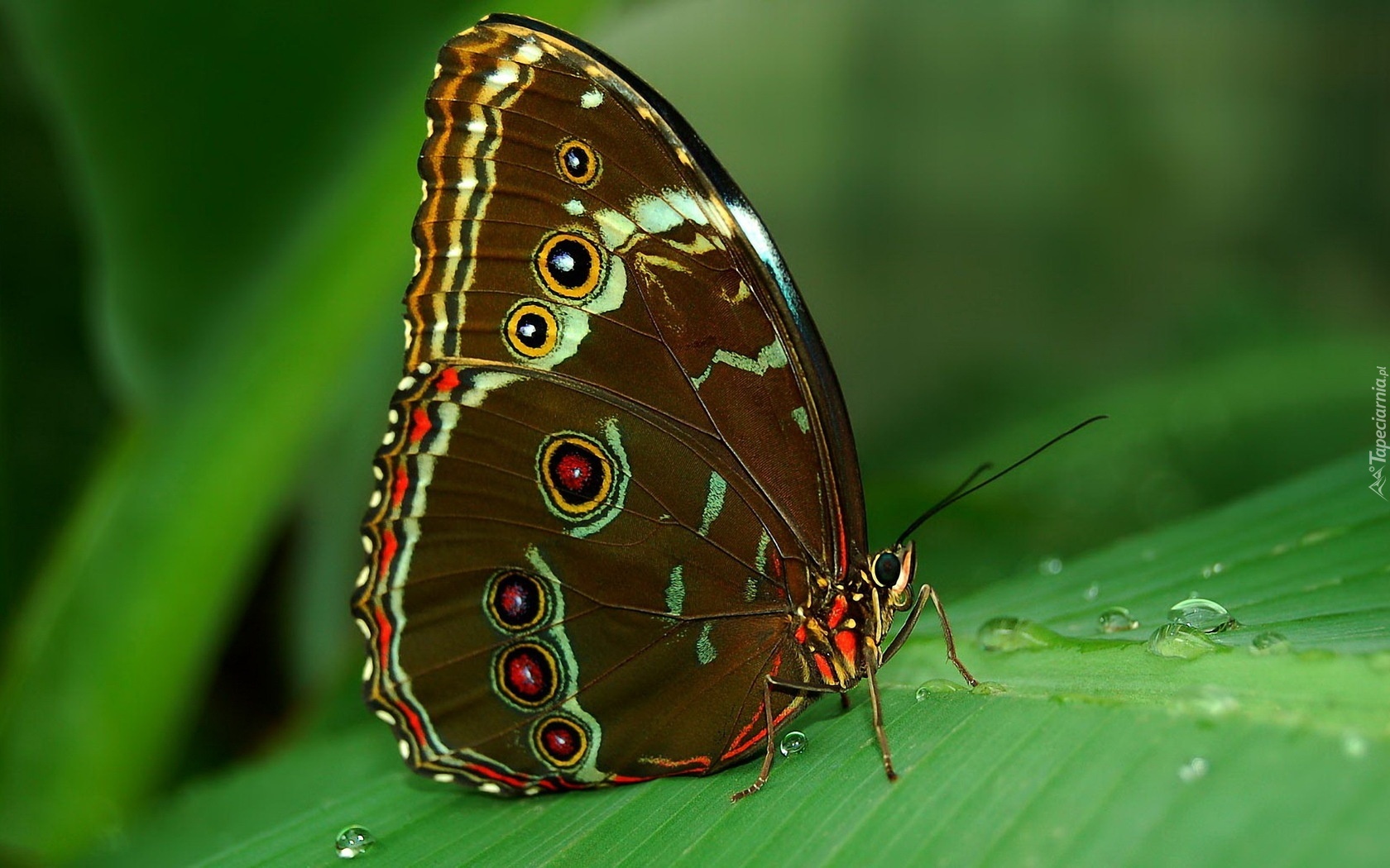 Motyl, Liść, Rosa