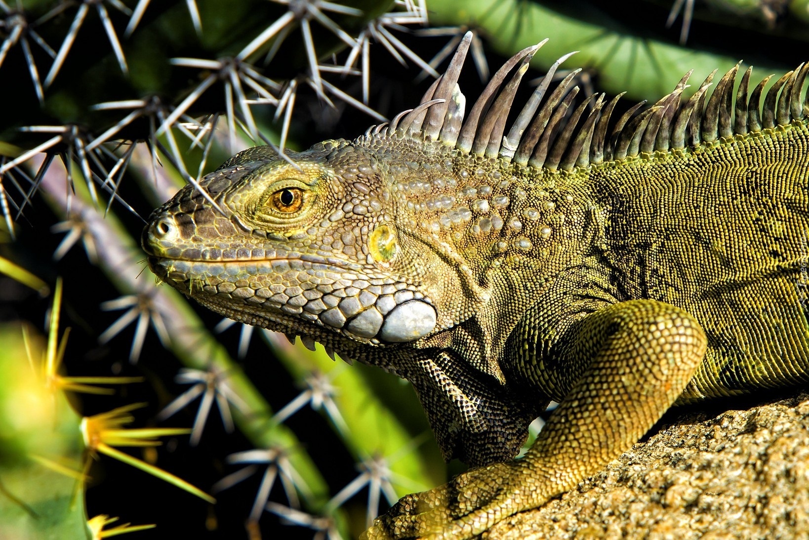 Zielona, Iguana, Iglaste, Gałązki