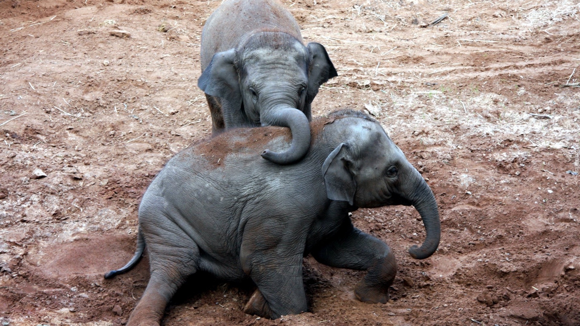 Dwa, Małe, Słonie