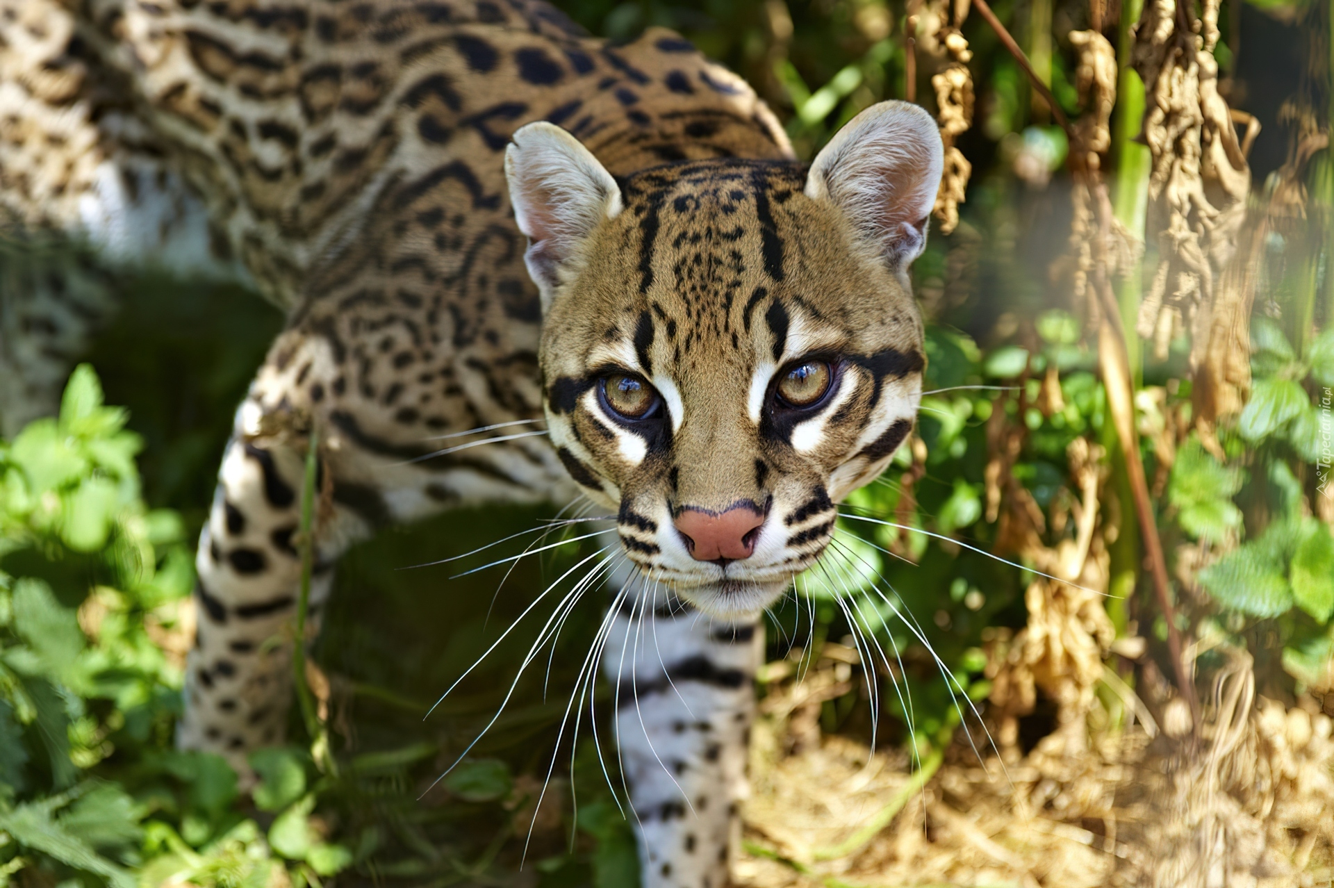 Ocelot, Zieleń