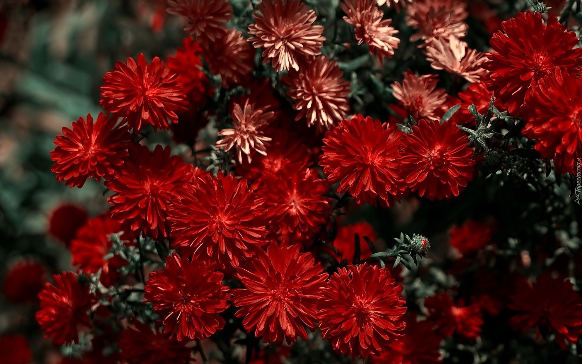 Kwiaty, Chryzantema, Czerwona