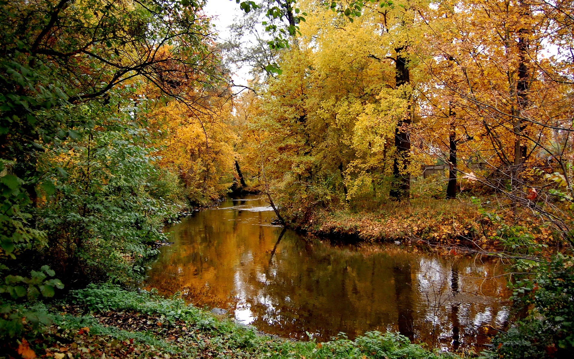 Jesień, Rzeka, Drzewa