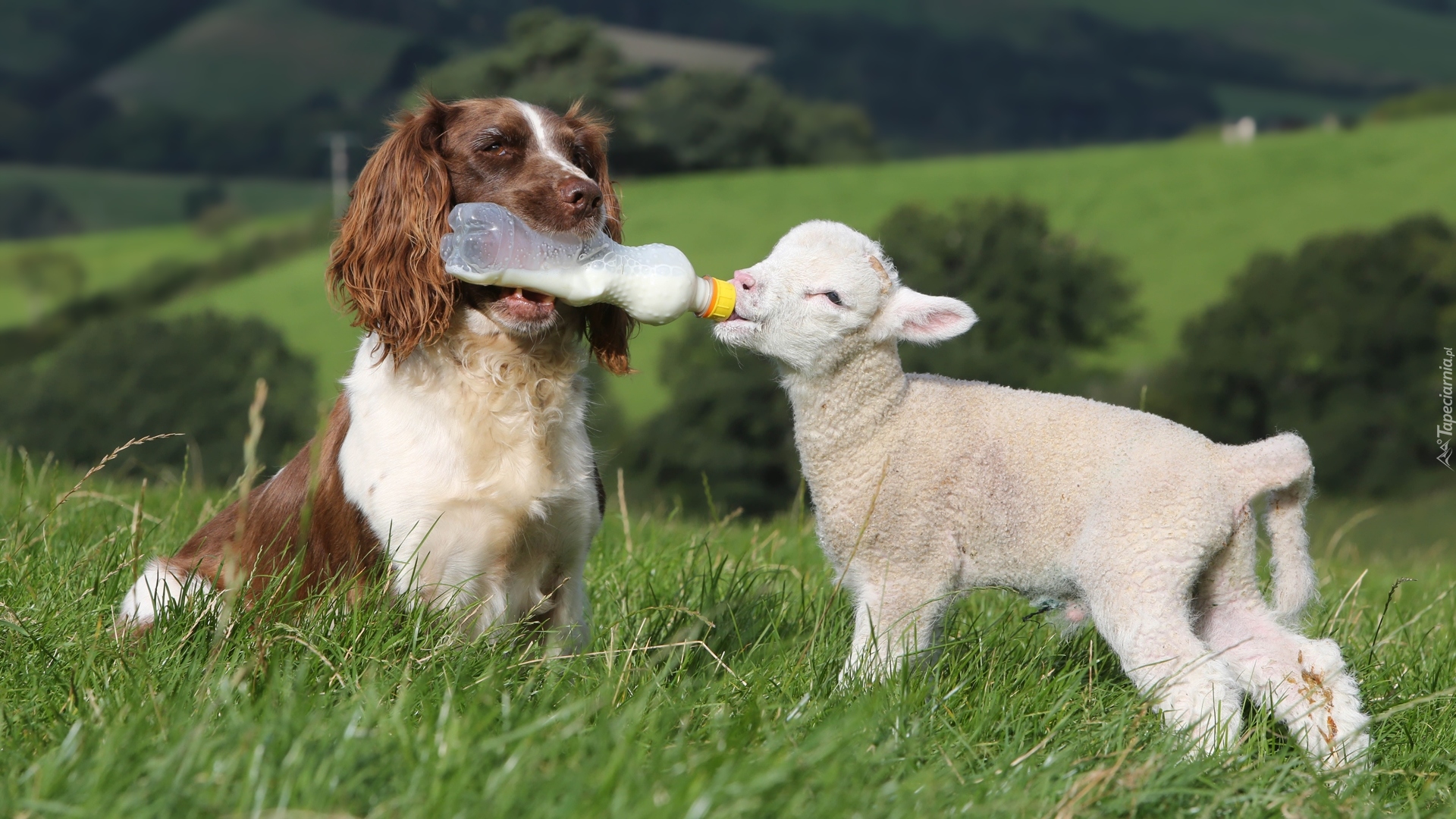 Pies, Springer spaniel angielski, Owieczka