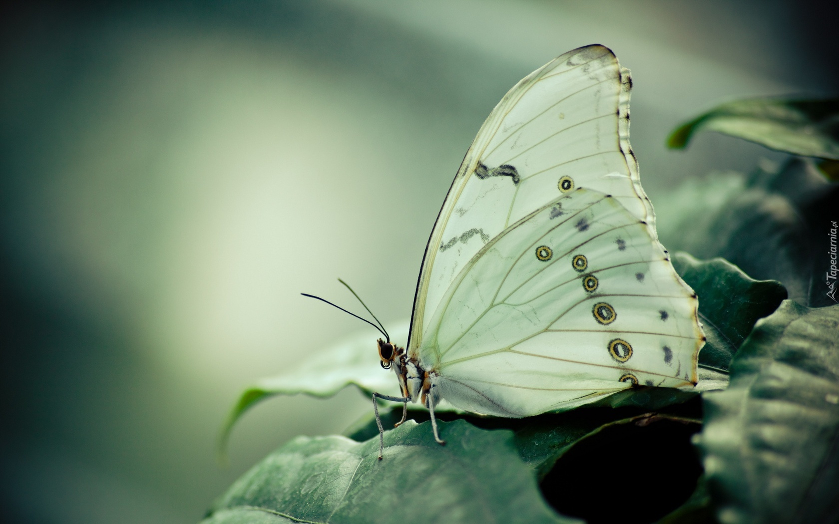 Motyl, Liść