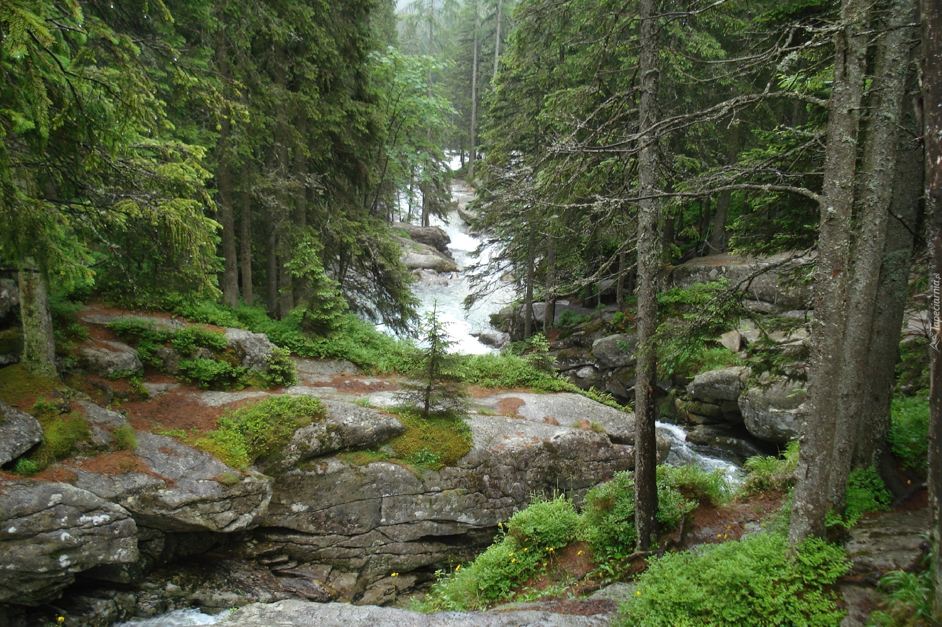 Tatry, Słowacja, Potok Studencki