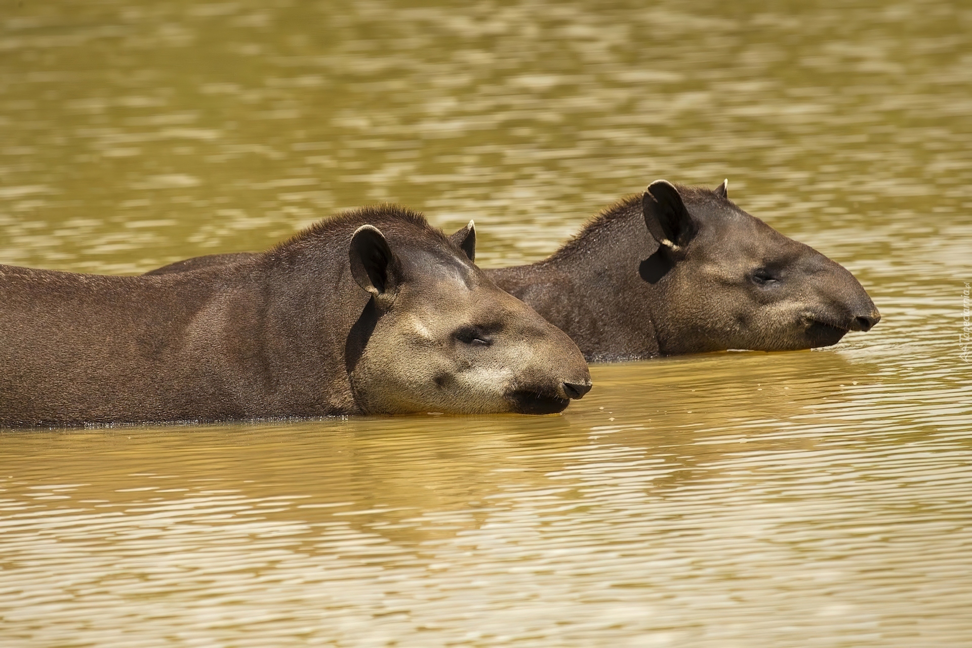 Woda, Dwa, Tapiry