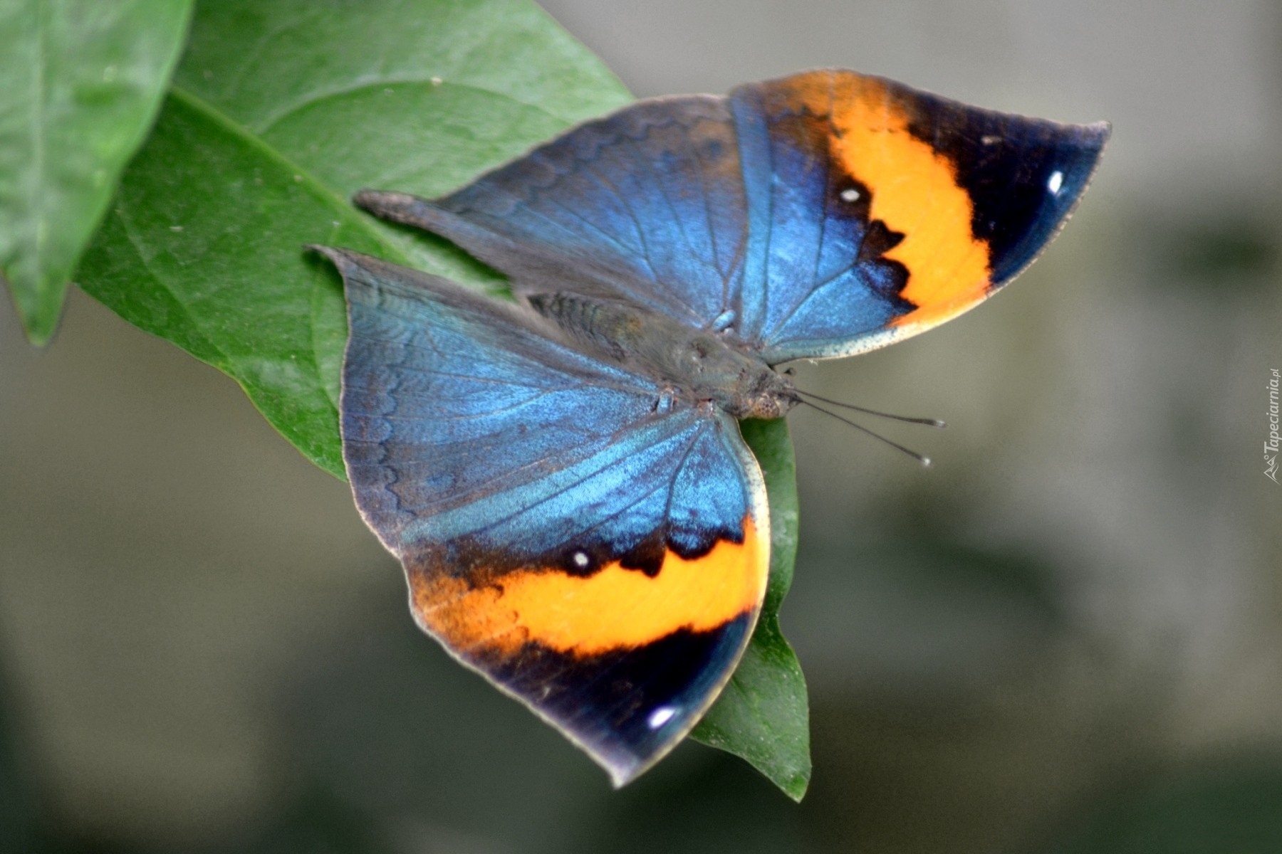 Zielony, Liść, Kolorowy, Motyl