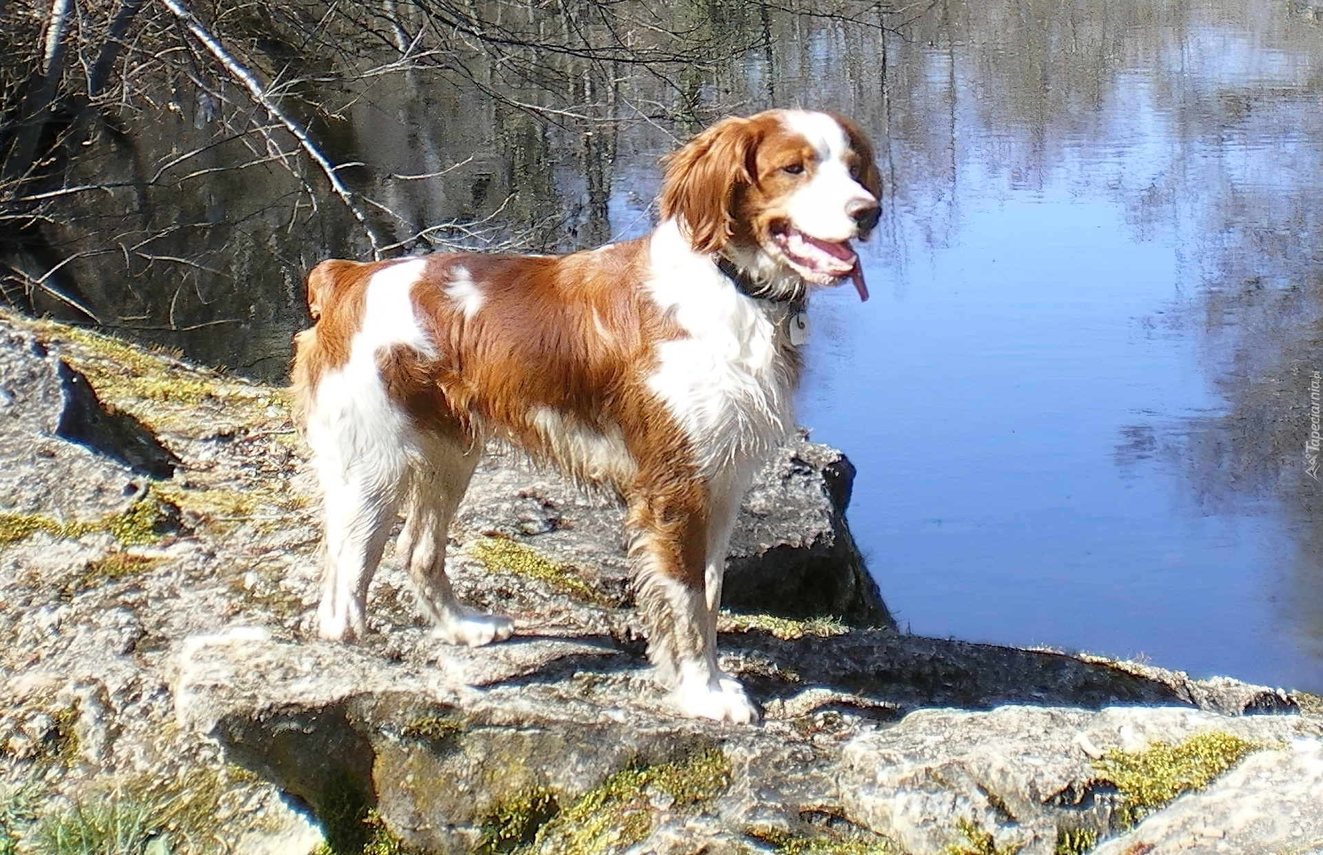 Spaniel, Skała, Woda