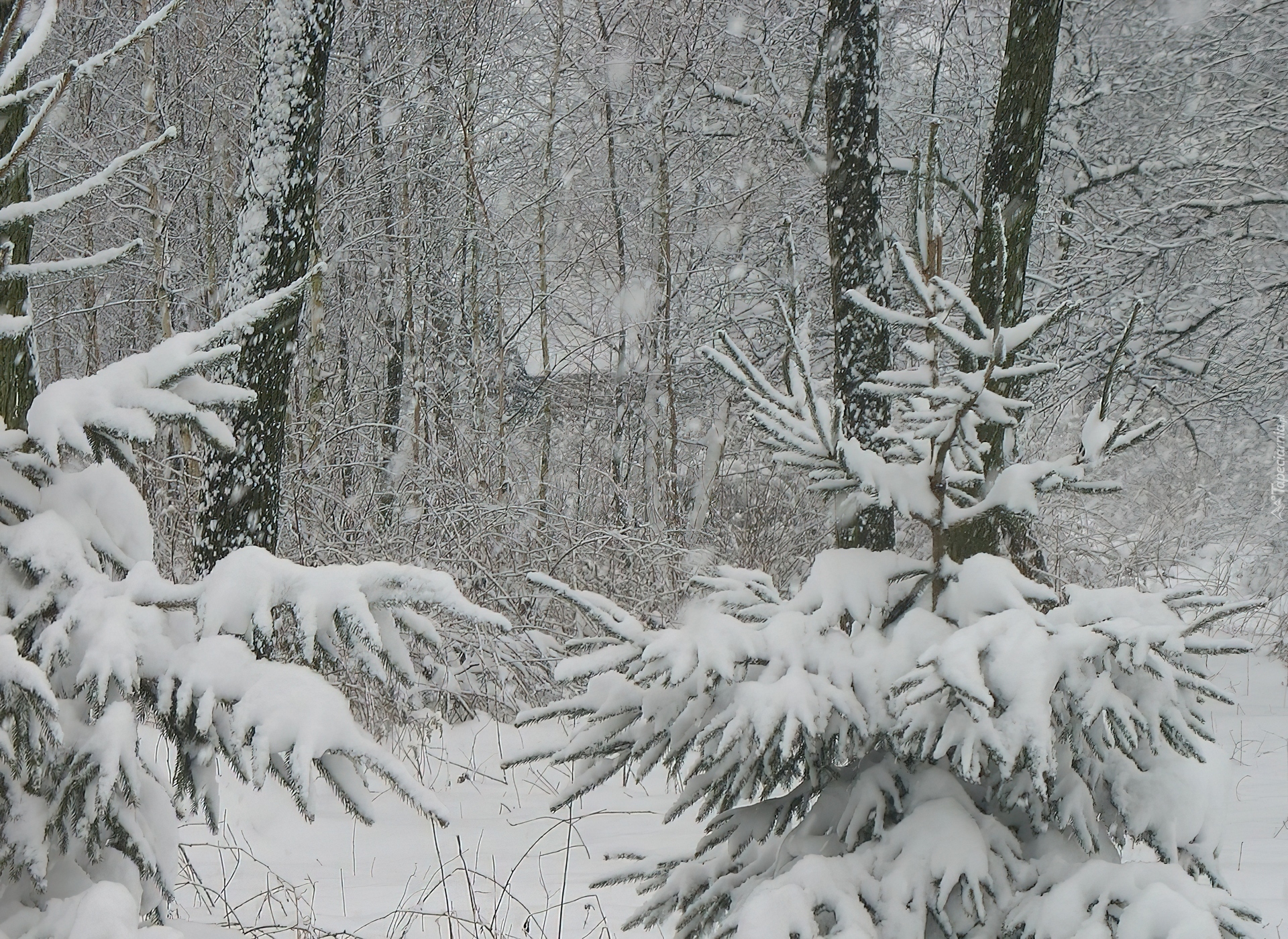 Zima, Śnieg, Drzewa