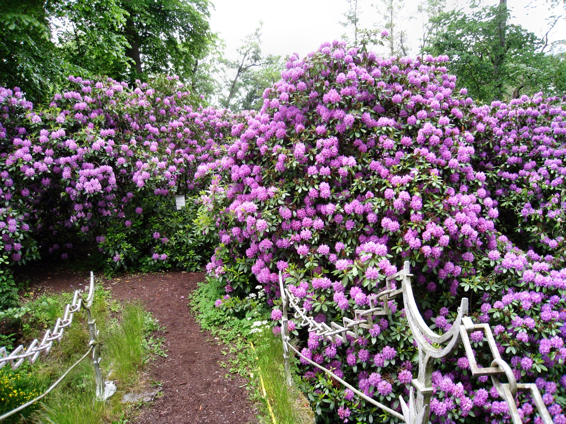 Fioletowe, Rododendrony, Ozdobna, Poręcz