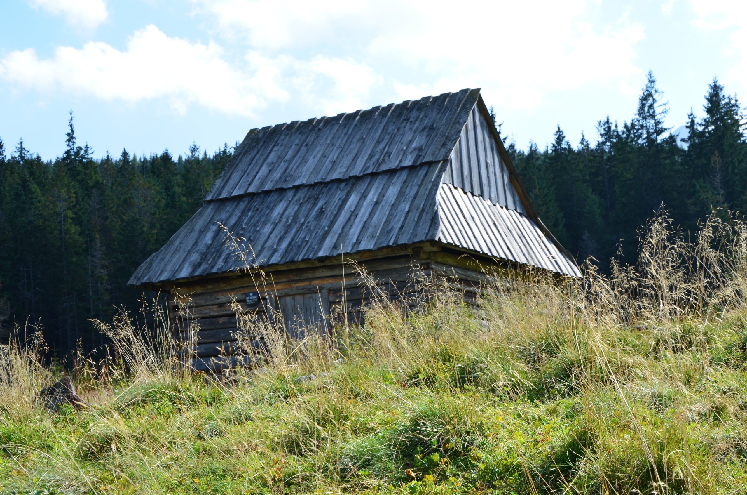 Bacówka, Las, Zakopane, Polska