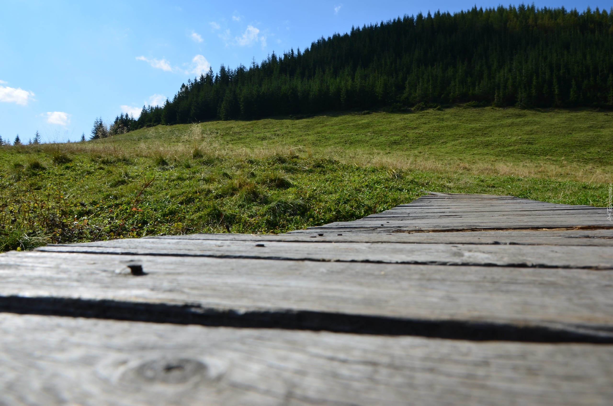 Zakopane, Łąka, Deski, Las