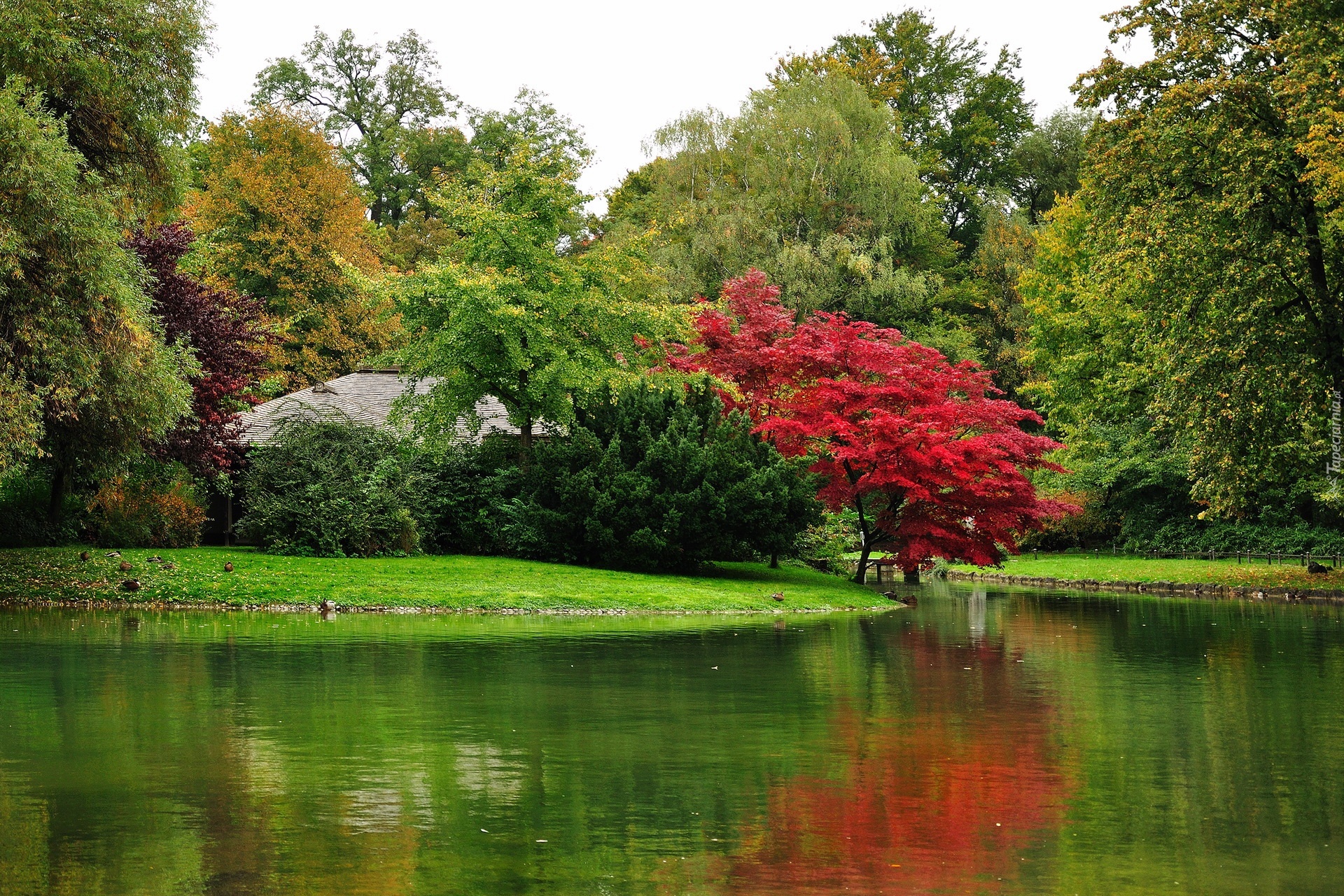 Park, Drzewa, Małe, Jeziorko