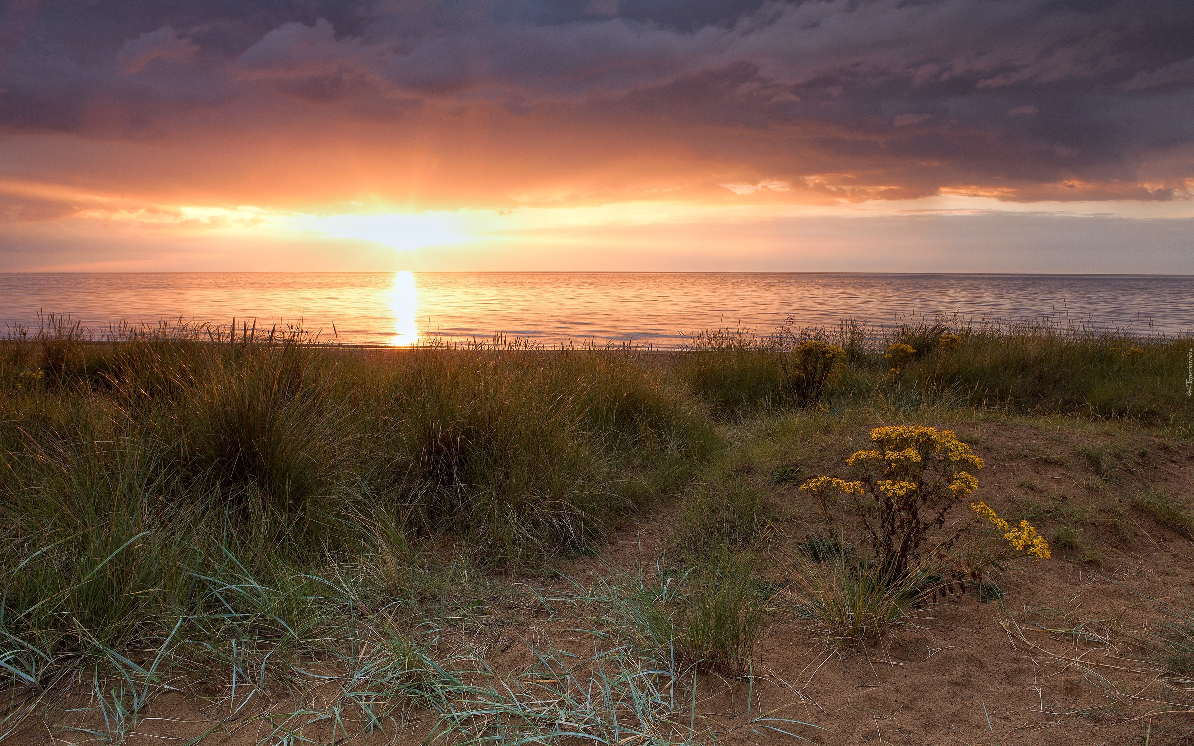 Zachód, Słońca, Plaża, Roślinność