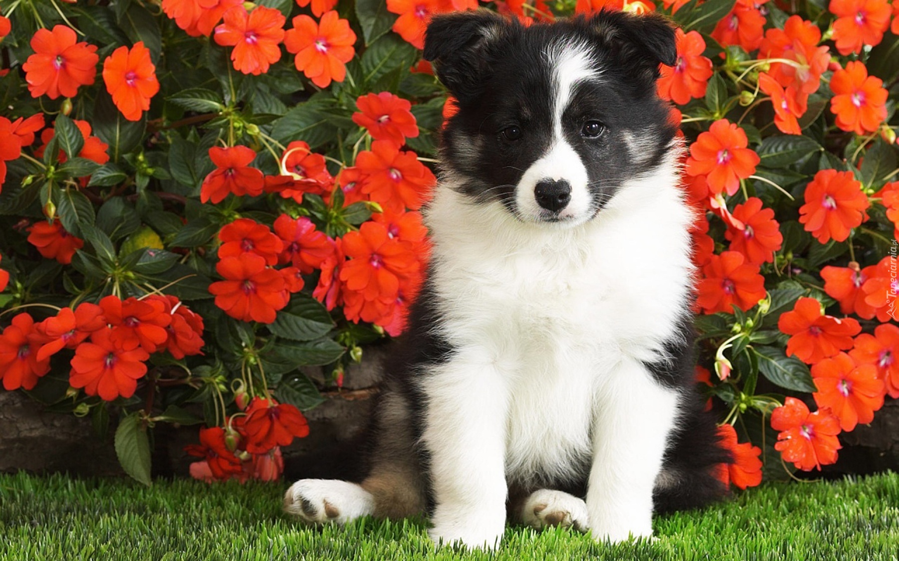 Piesek, Border Collie, Czerwone, Kwiatki