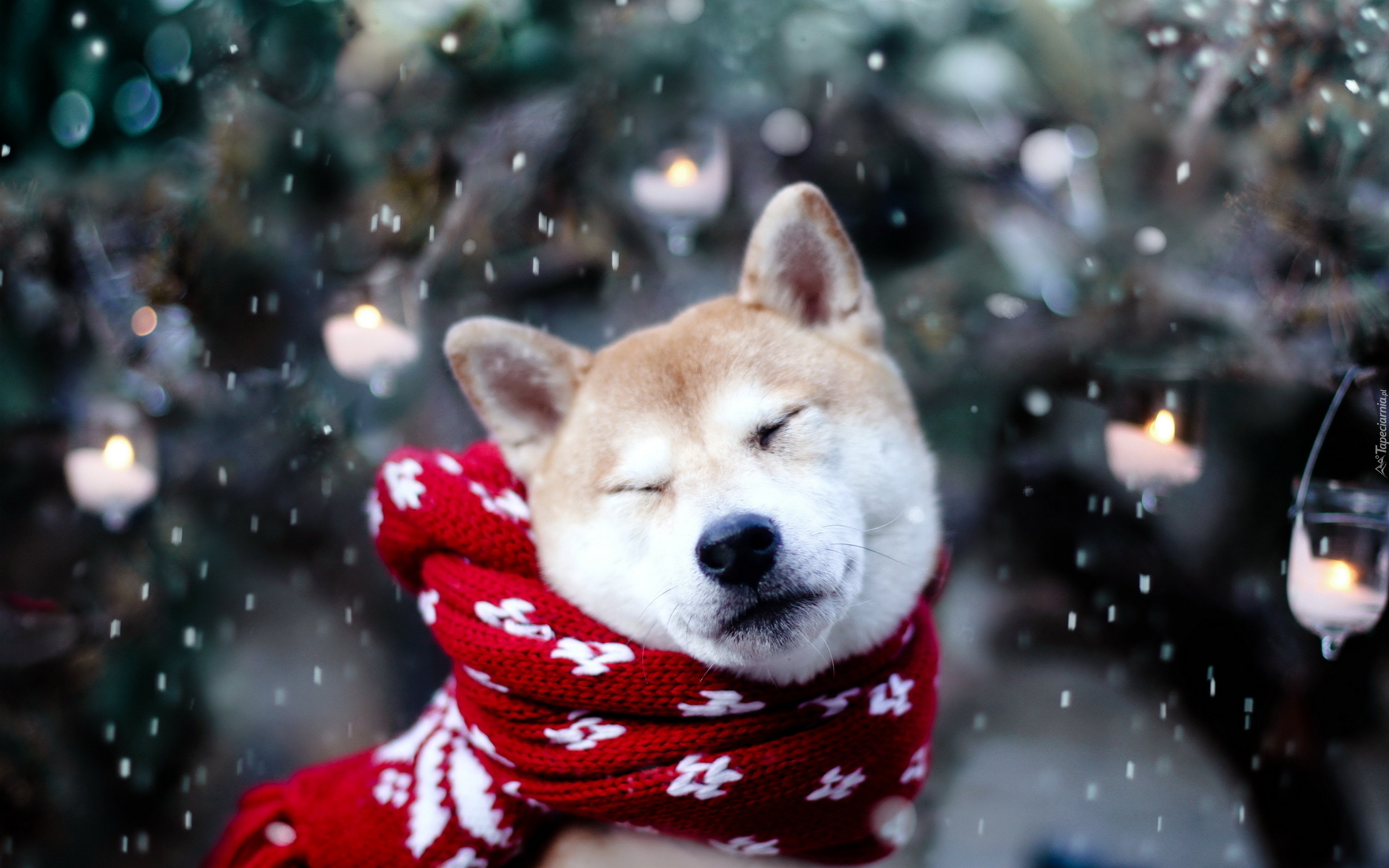 Pies, Akita Inu, Szalik, Śnieg