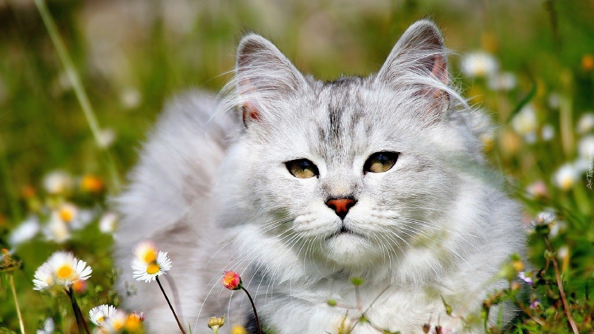 Łąka, Kot Maine coon, Stokrotki