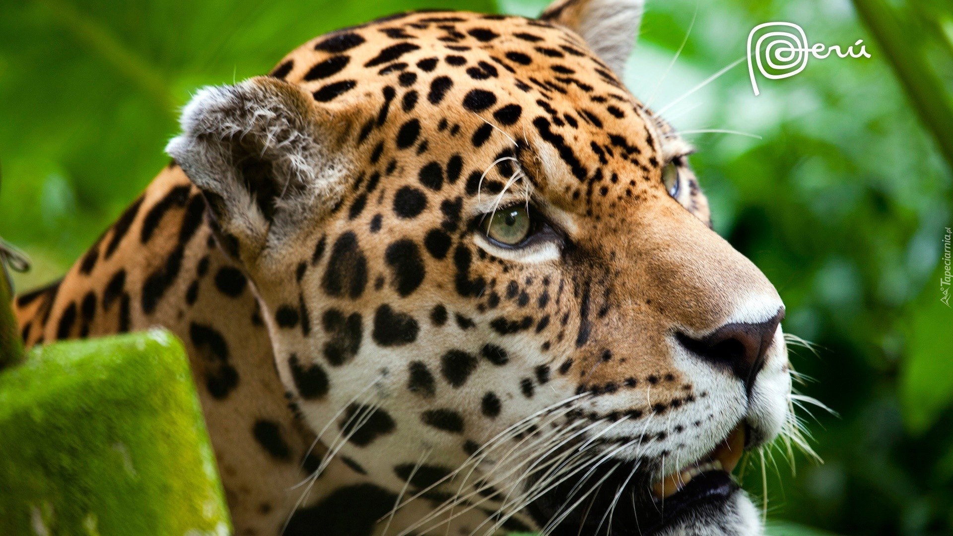Jaguar, Dziki, Kot, Zieleń