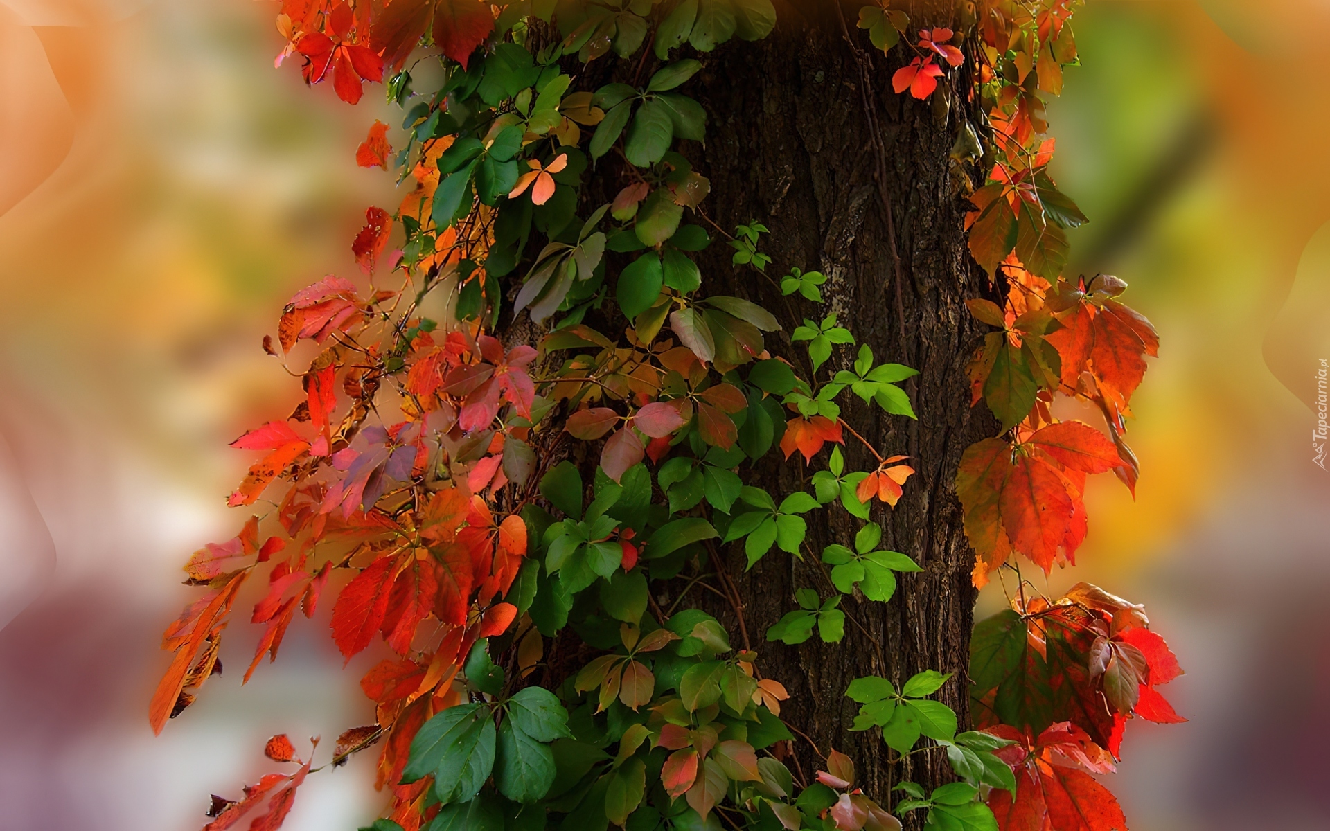Осенние цветы листья. Осенние цветы. Растения осенью. Осеннее настроение. Растения красивые осенью.