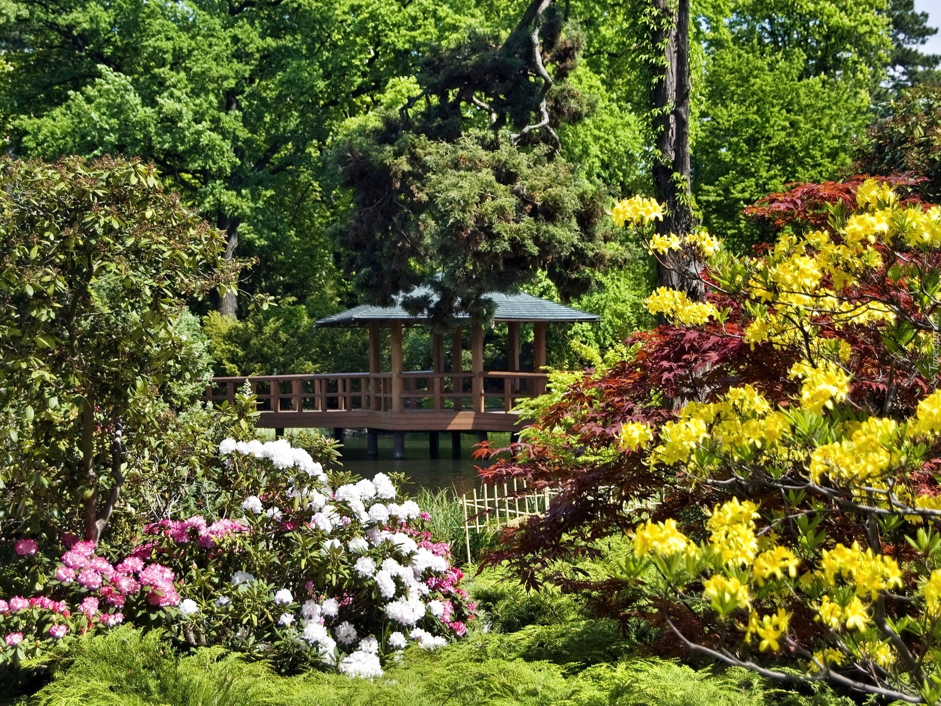 Park, Altana, Kolorowe, Rododendrony