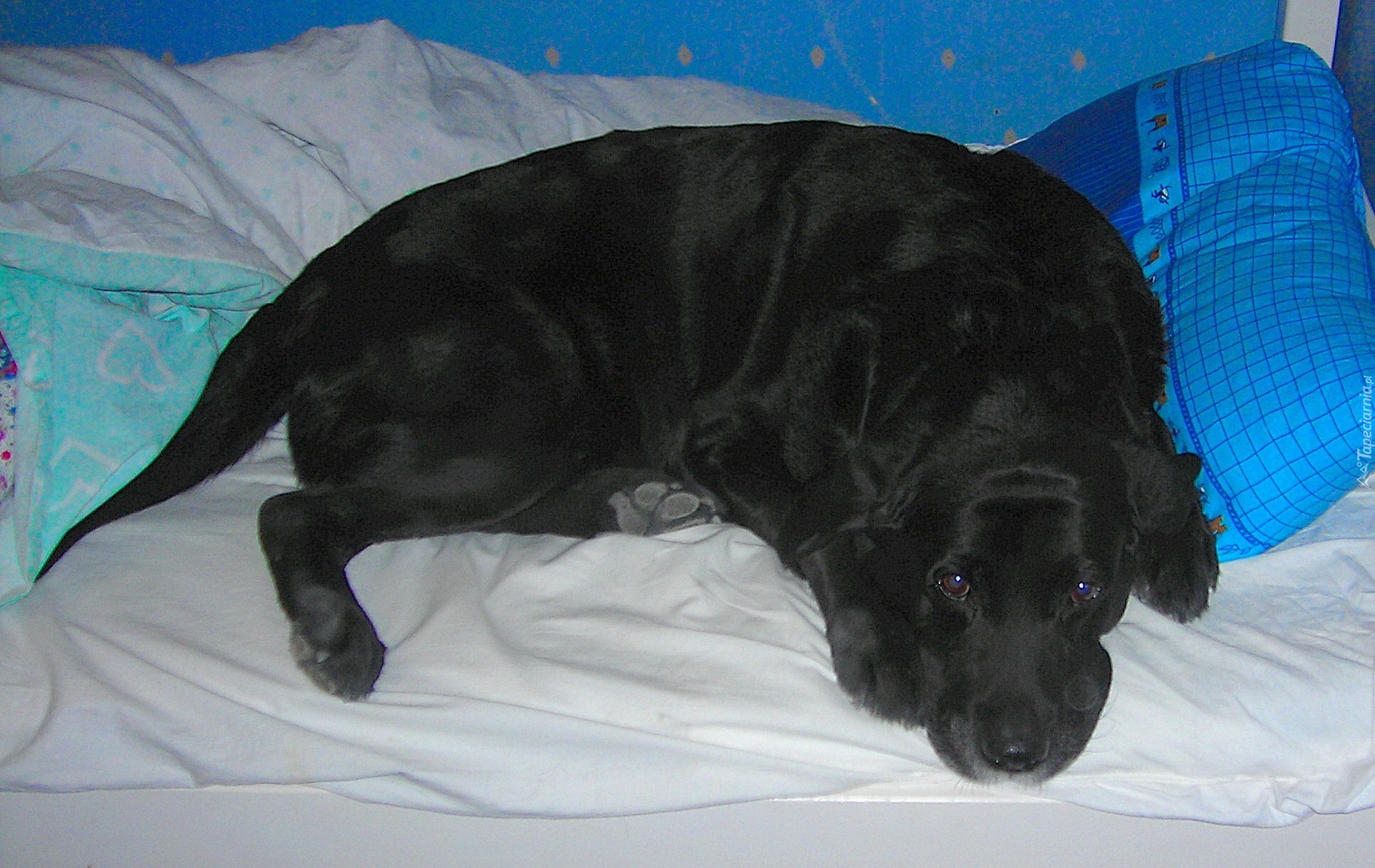 Czarny, Labrador Retriever, Pościel