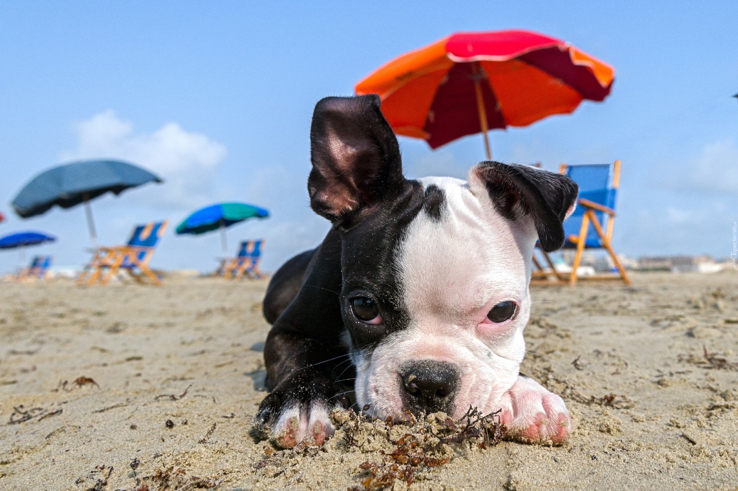 Szczeniaczek, Plaża, Parasole, Mops