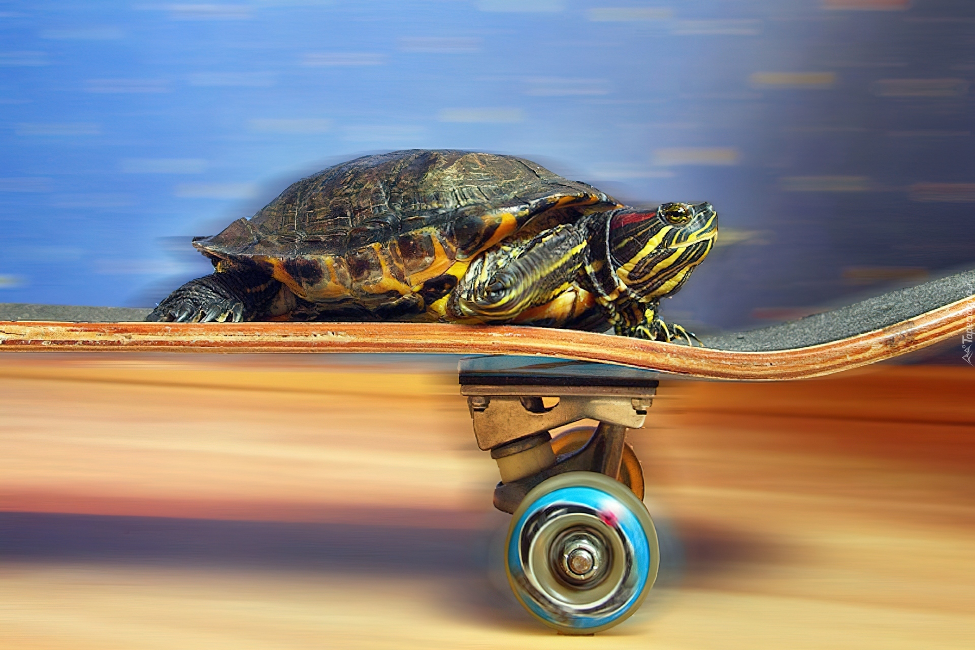 Вперед в черепахе. Скорость черепахи. Черепаха на колесах. Черепаха на суше. Быстрая черепаха.