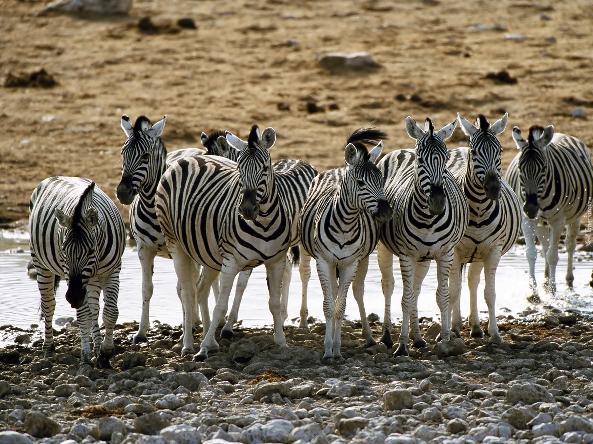 Зебры на водопое без смс