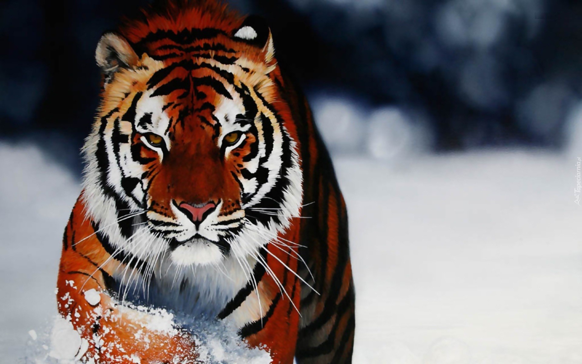 Tygrys, Zima, Śnieg